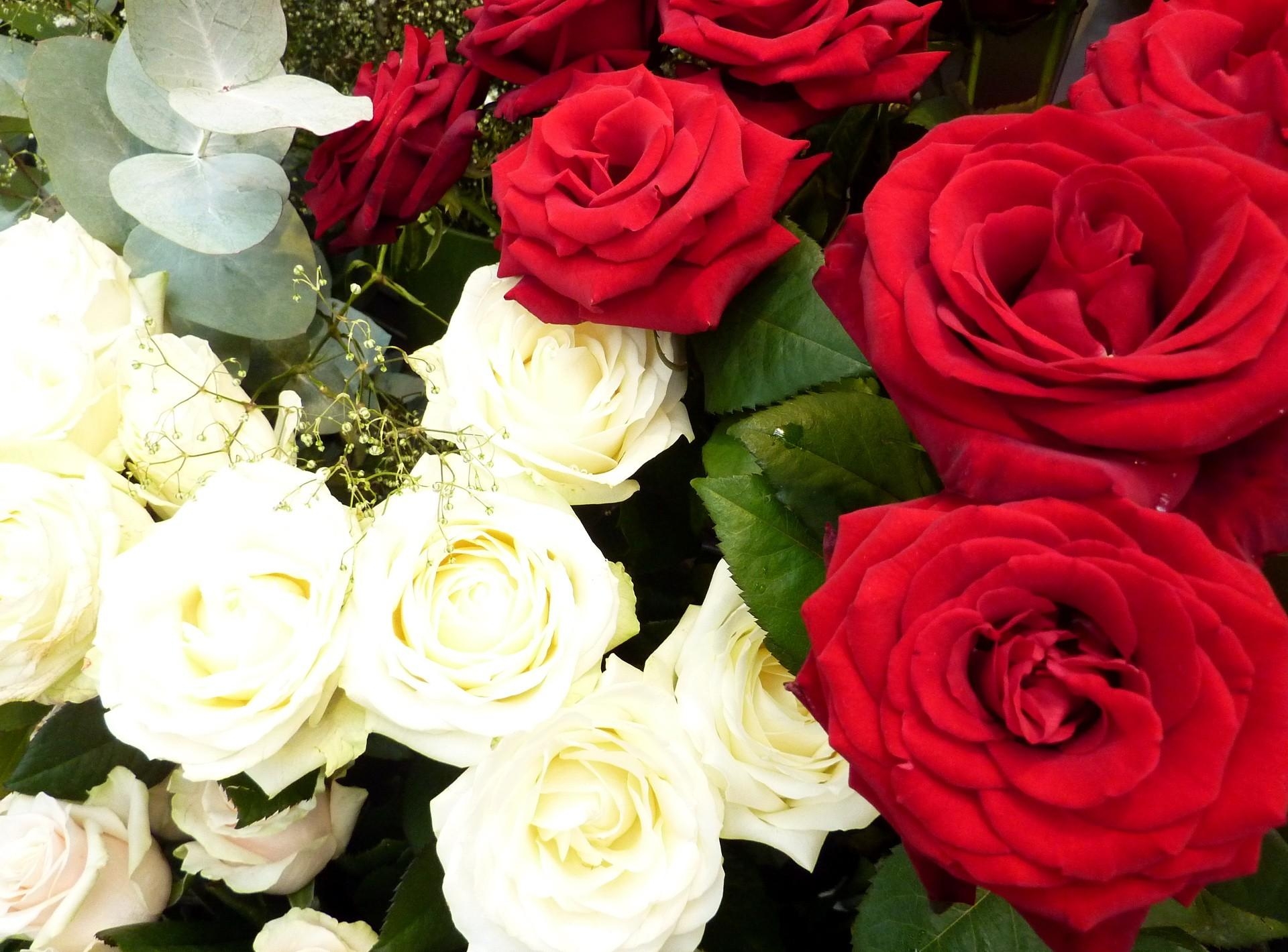 flowers, roses, white, red, gypsophilus, gipsophile HD wallpaper