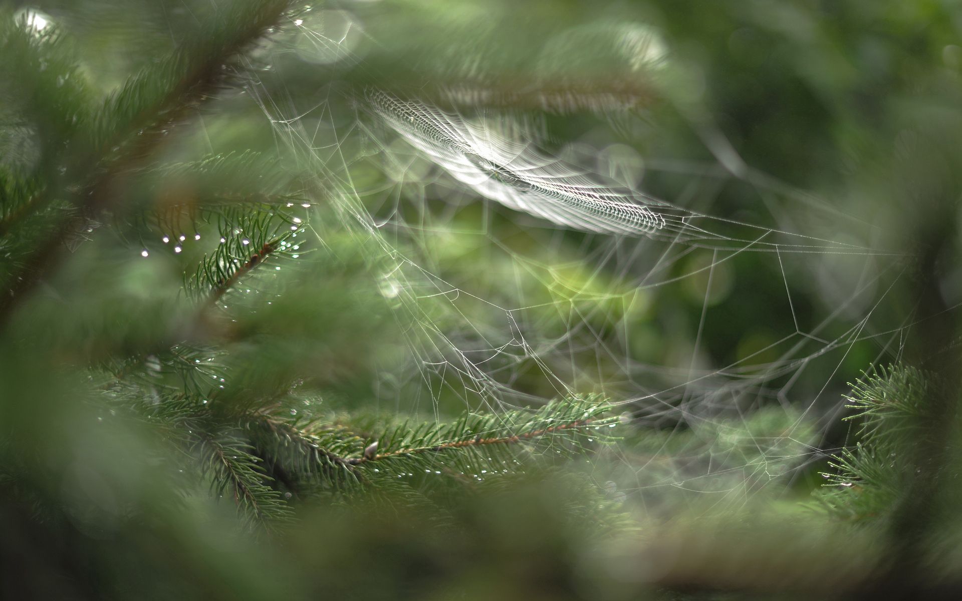 Download mobile wallpaper Branches, Macro, Web, Drops, Blur for free.