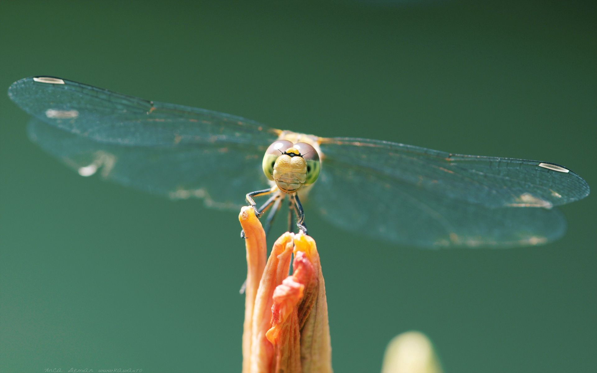 Free download wallpaper Macro, Insect, Dragonfly, Wings on your PC desktop