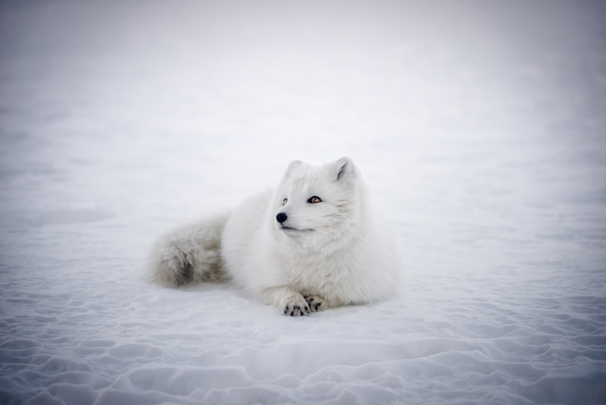 408502 Hintergrundbild herunterladen tiere, polarfuchs, fuchs, hinlegen, schnee, weiß, hunde - Bildschirmschoner und Bilder kostenlos