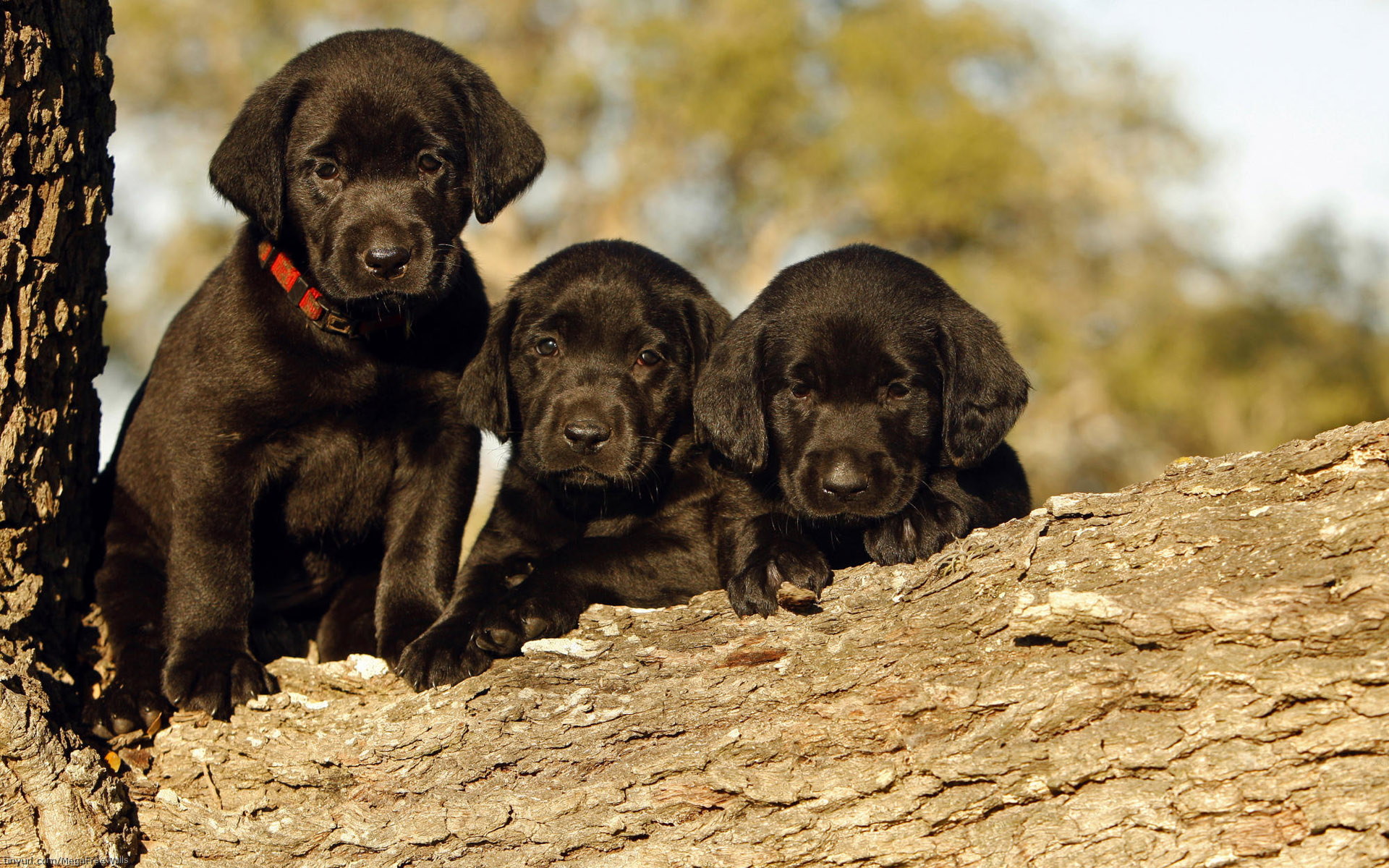 Красивые Черные Собаки