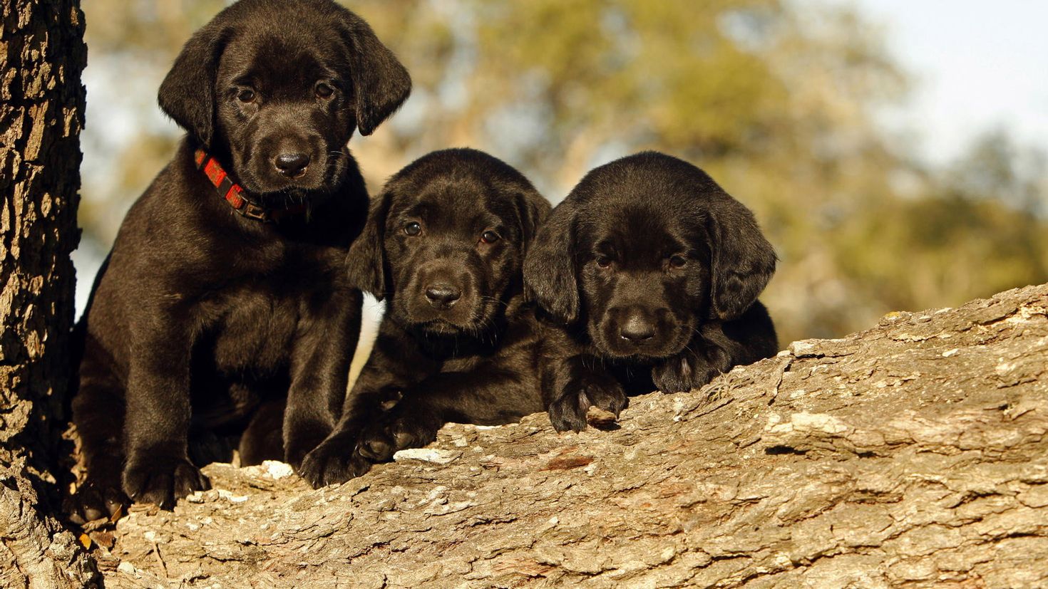 3 animals dogs. Лабрадор ретривер. Лабрадор черный. Лабрадор ретривер шоколадный. Лабрадор ретривер черный.