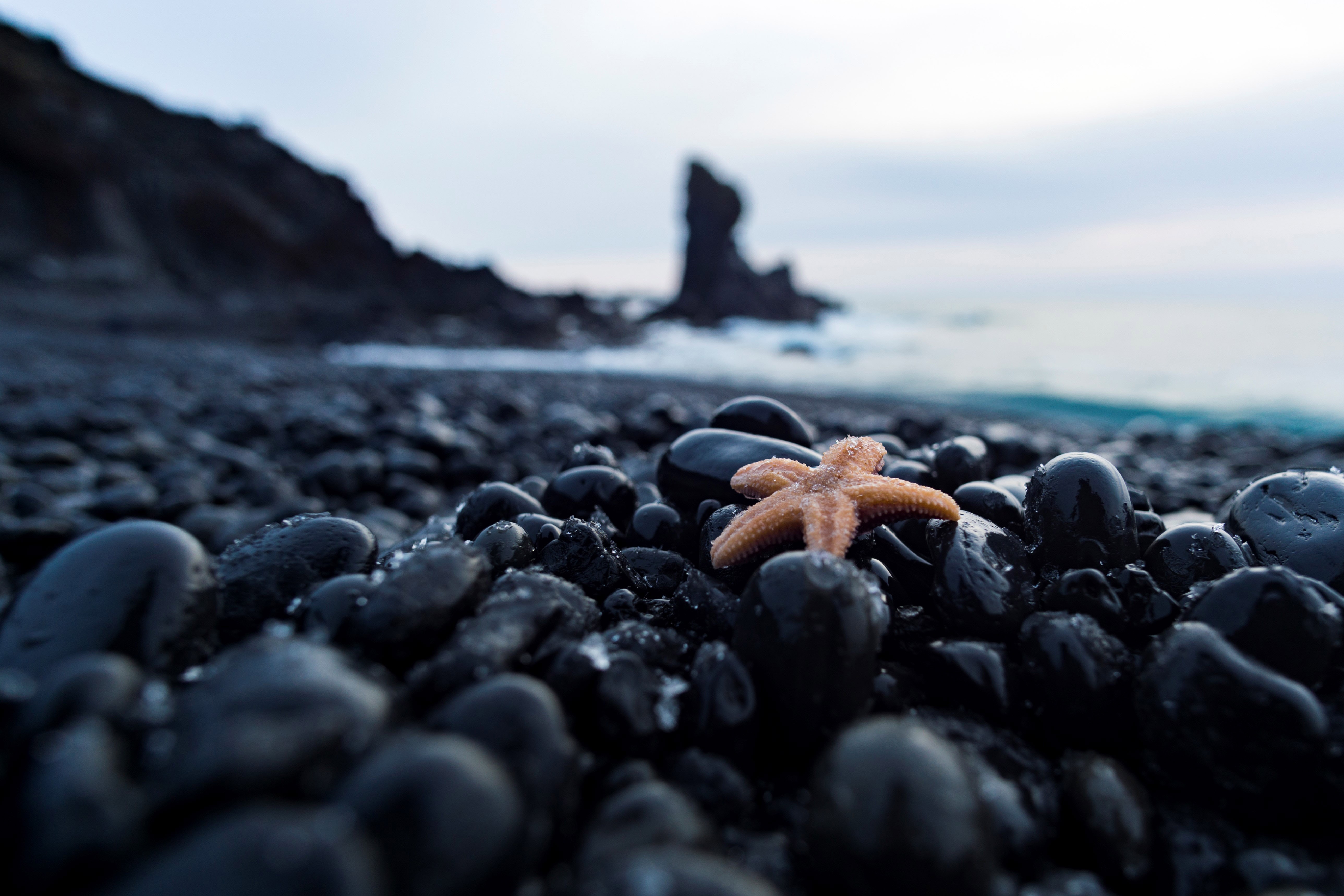 stones, pebble, starfish, macro, nautical, maritime