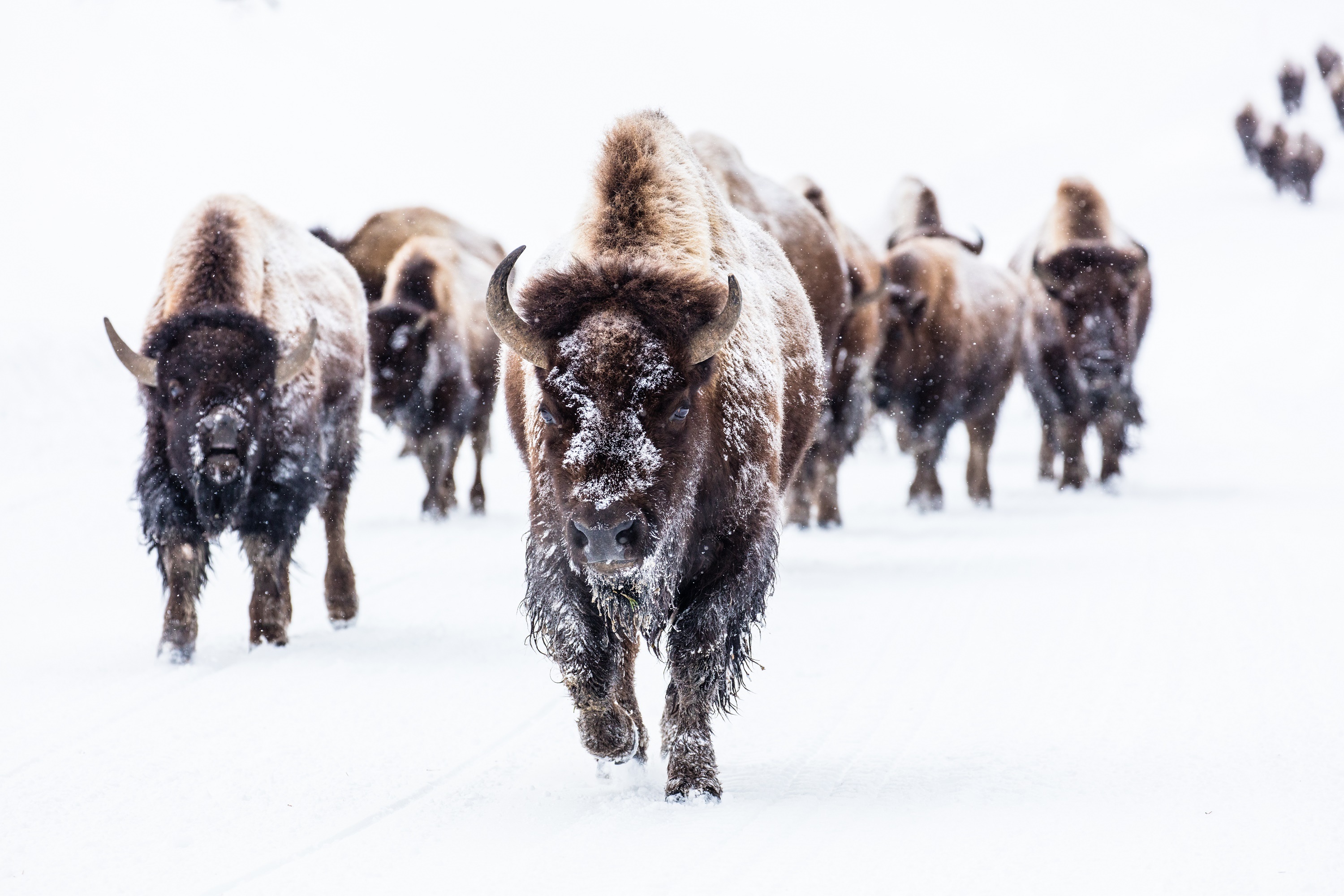 835650 Bild herunterladen tiere, amerikanischer bison, büffel, schnee, winter - Hintergrundbilder und Bildschirmschoner kostenlos