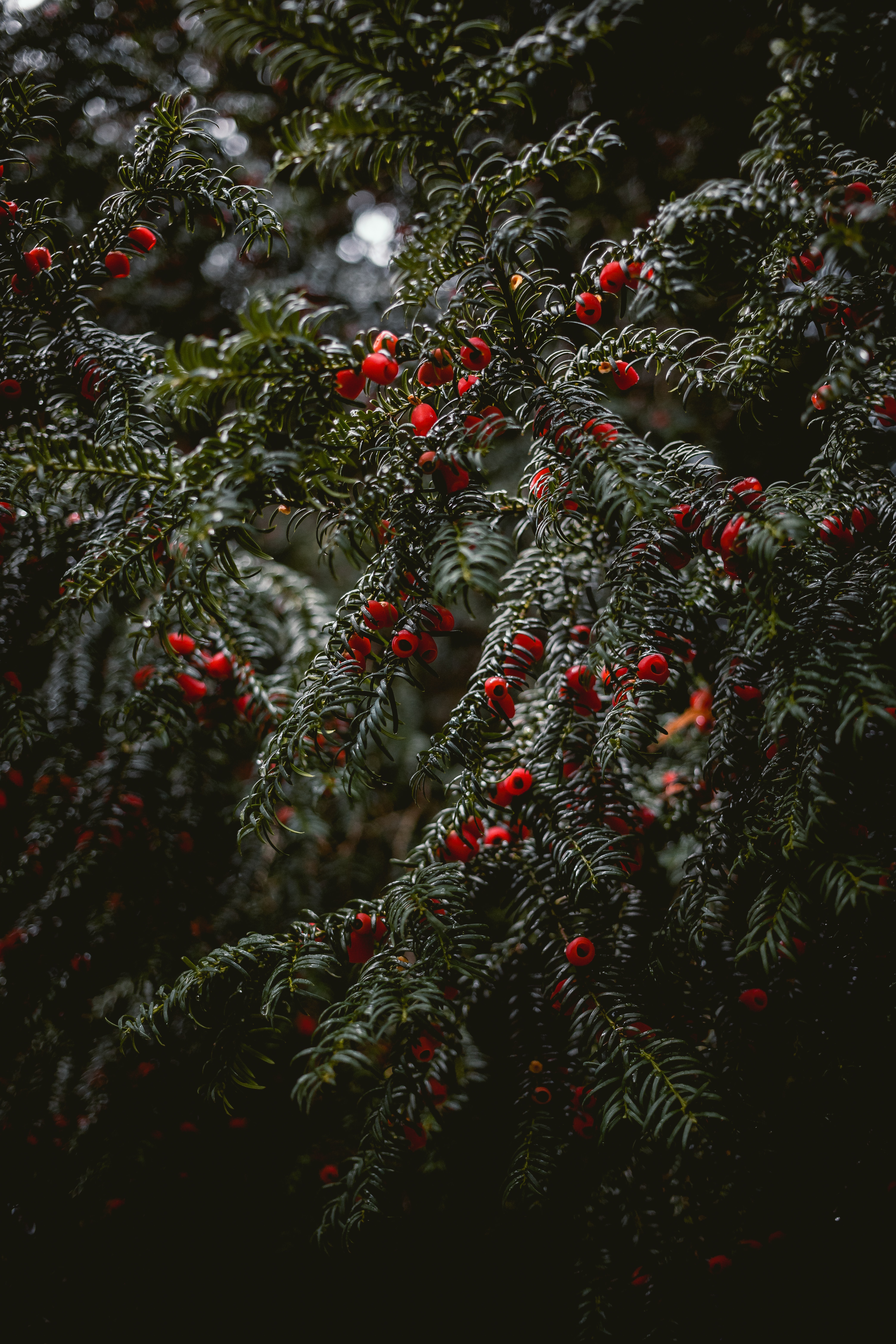wet, nature, berries, red, plant, branches phone wallpaper