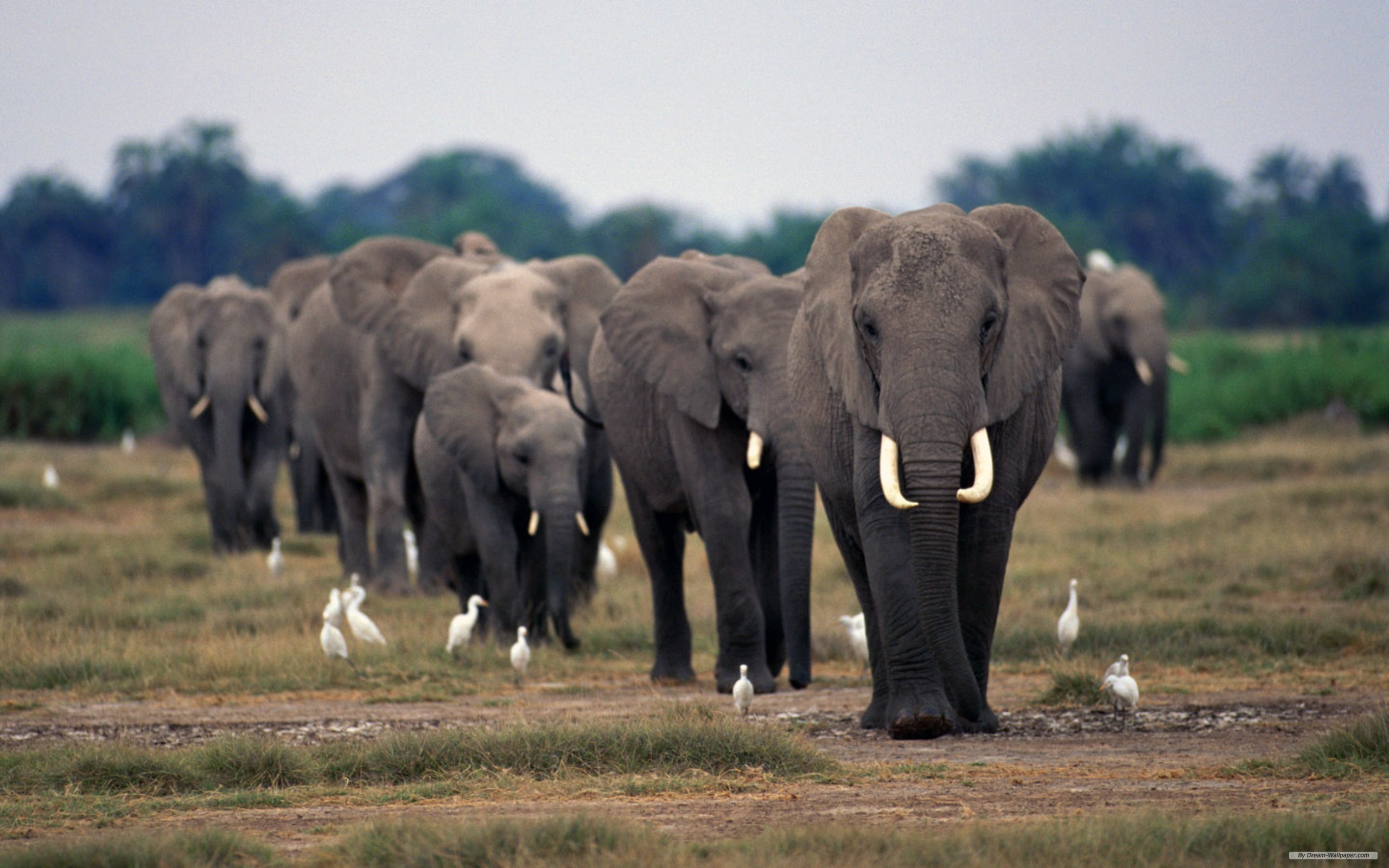 175354 免費下載壁紙 动物, 非洲草原象, 大象 屏保和圖片