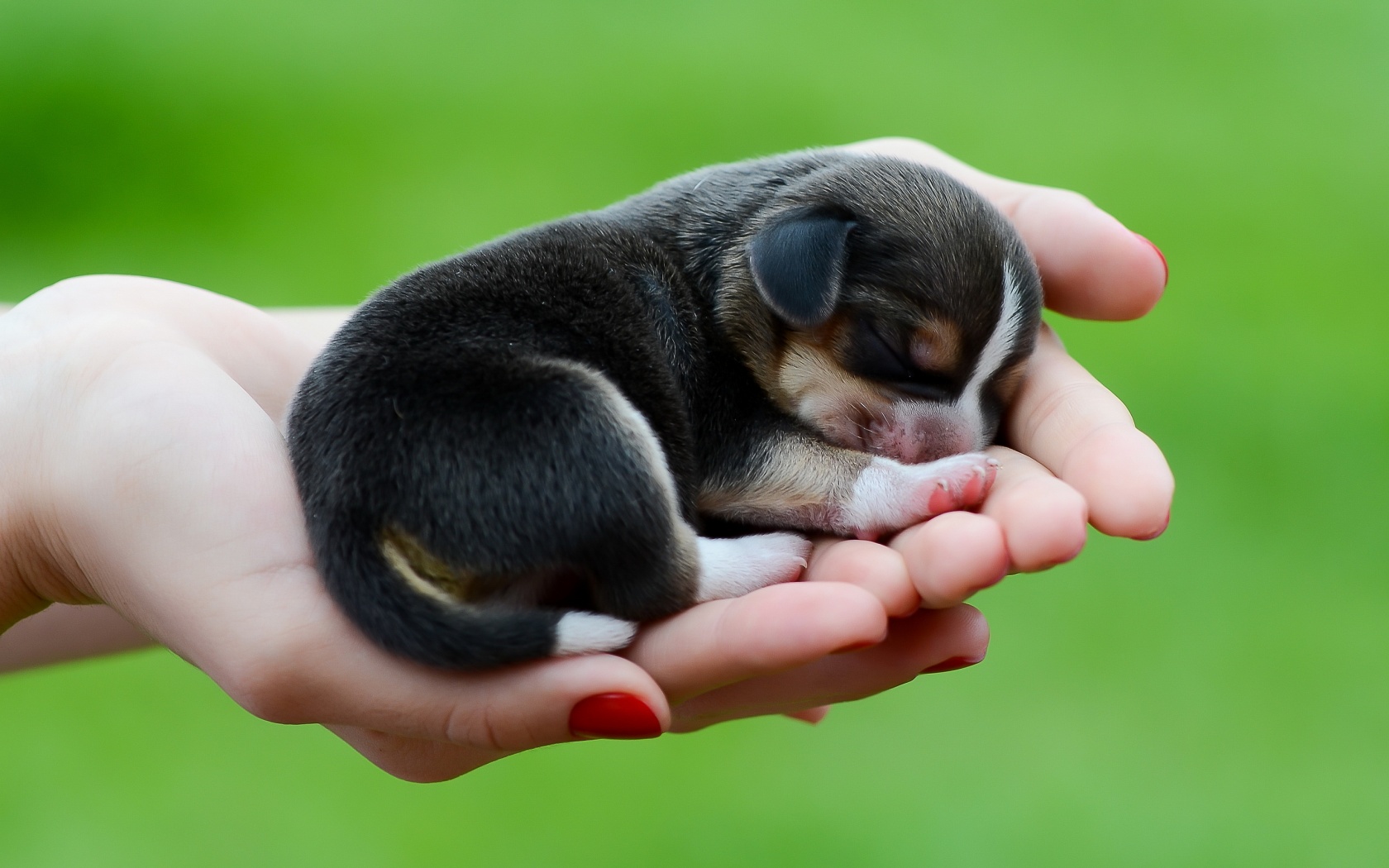 картинку самых маленьких собачек
