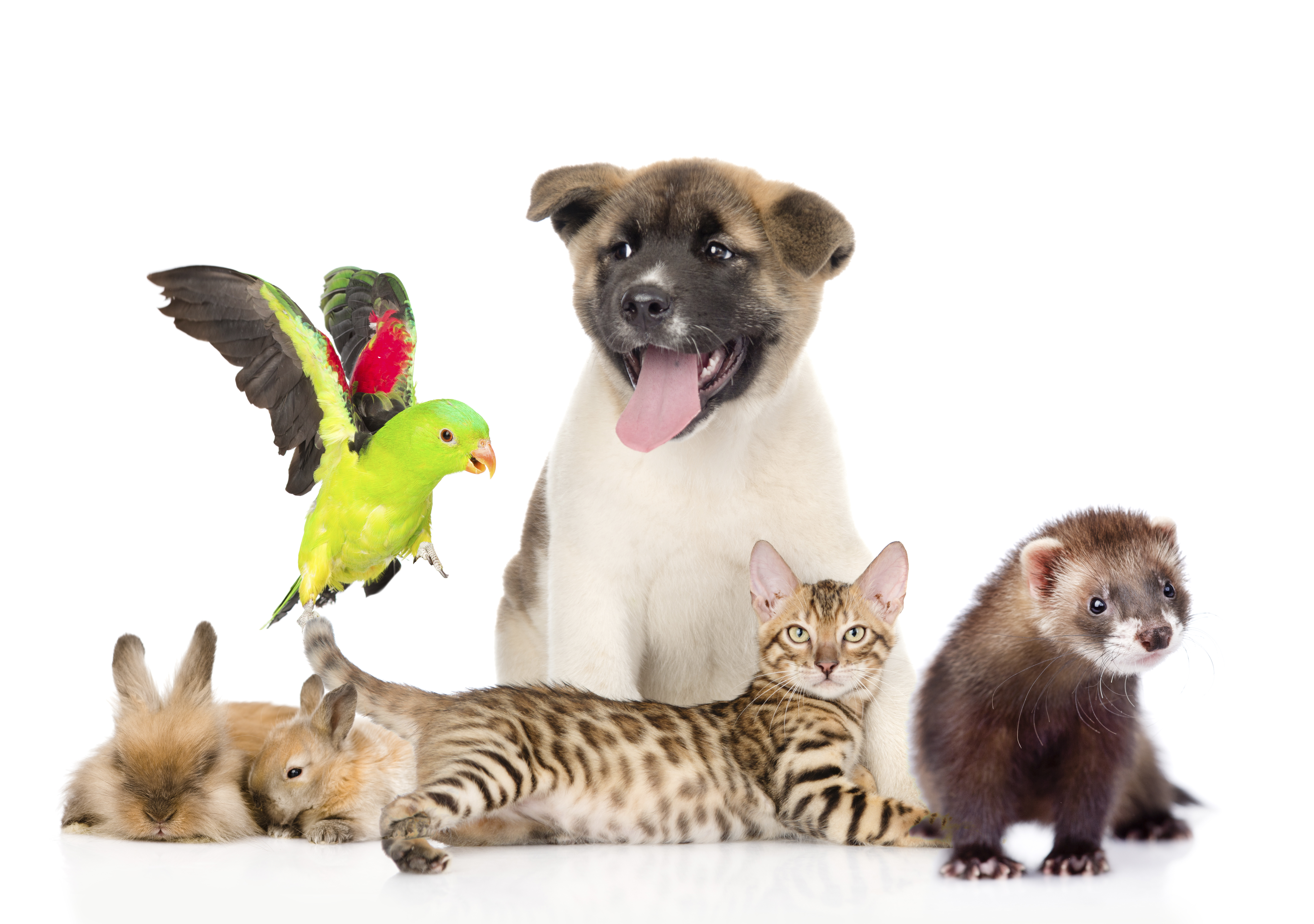animal, pets, bird, cat, dog, ferret, rabbit High Definition image