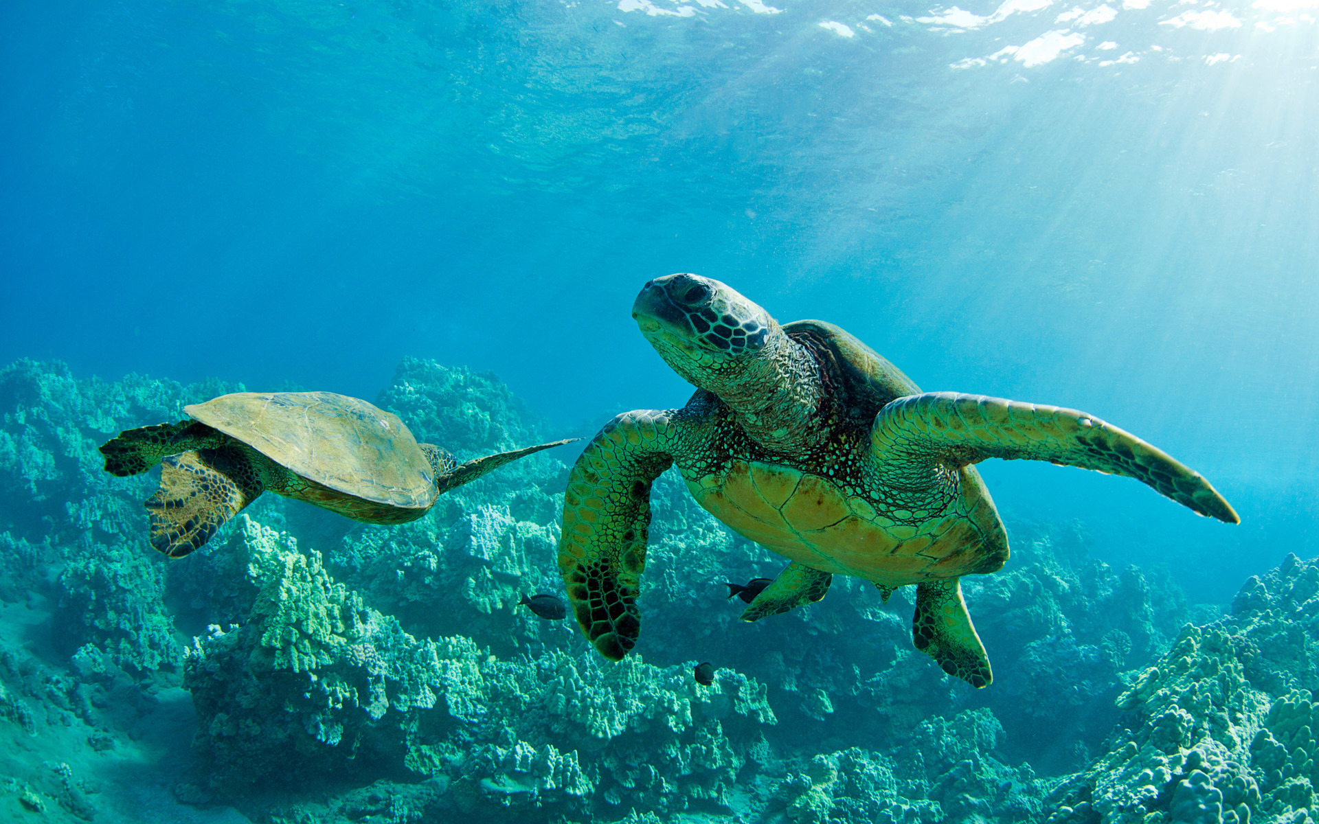 306702 Hintergrundbild herunterladen tiere, meeresschildkröte, hawaii, schildkröten - Bildschirmschoner und Bilder kostenlos
