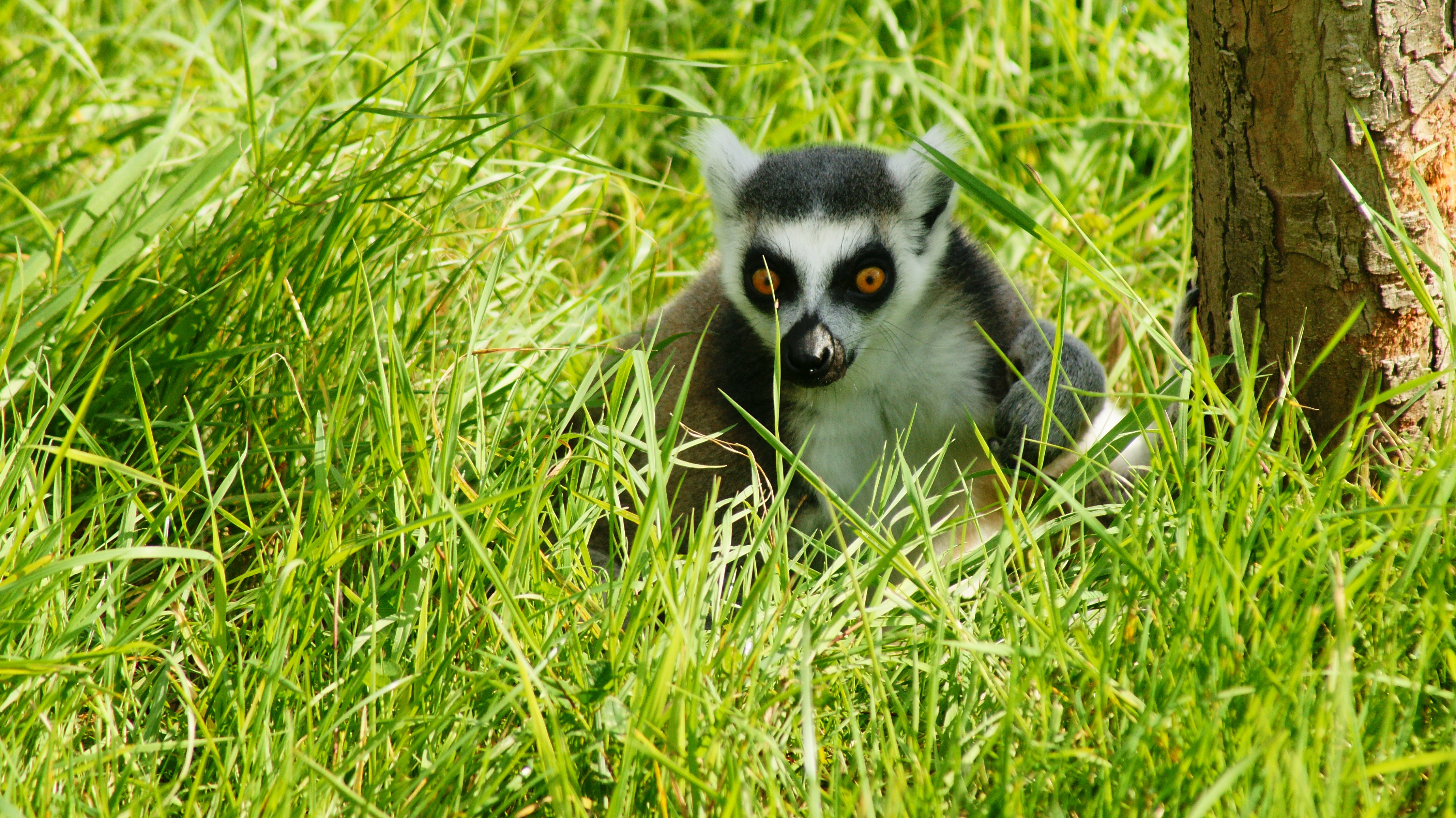 Download mobile wallpaper Lemur, Grass, Animals, Shadow, Beast for free.
