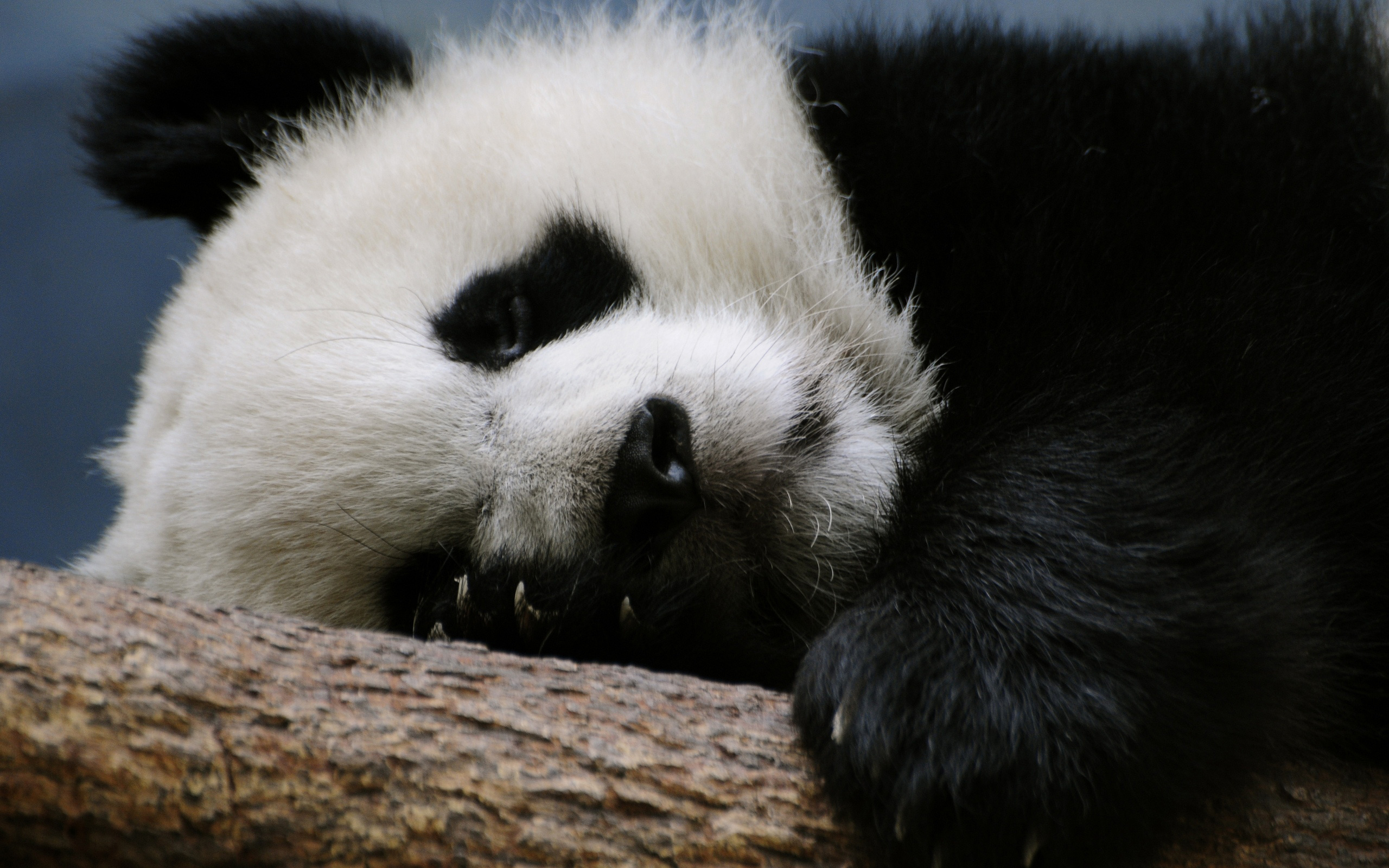 171352 免費下載壁紙 动物, 大熊猫 屏保和圖片