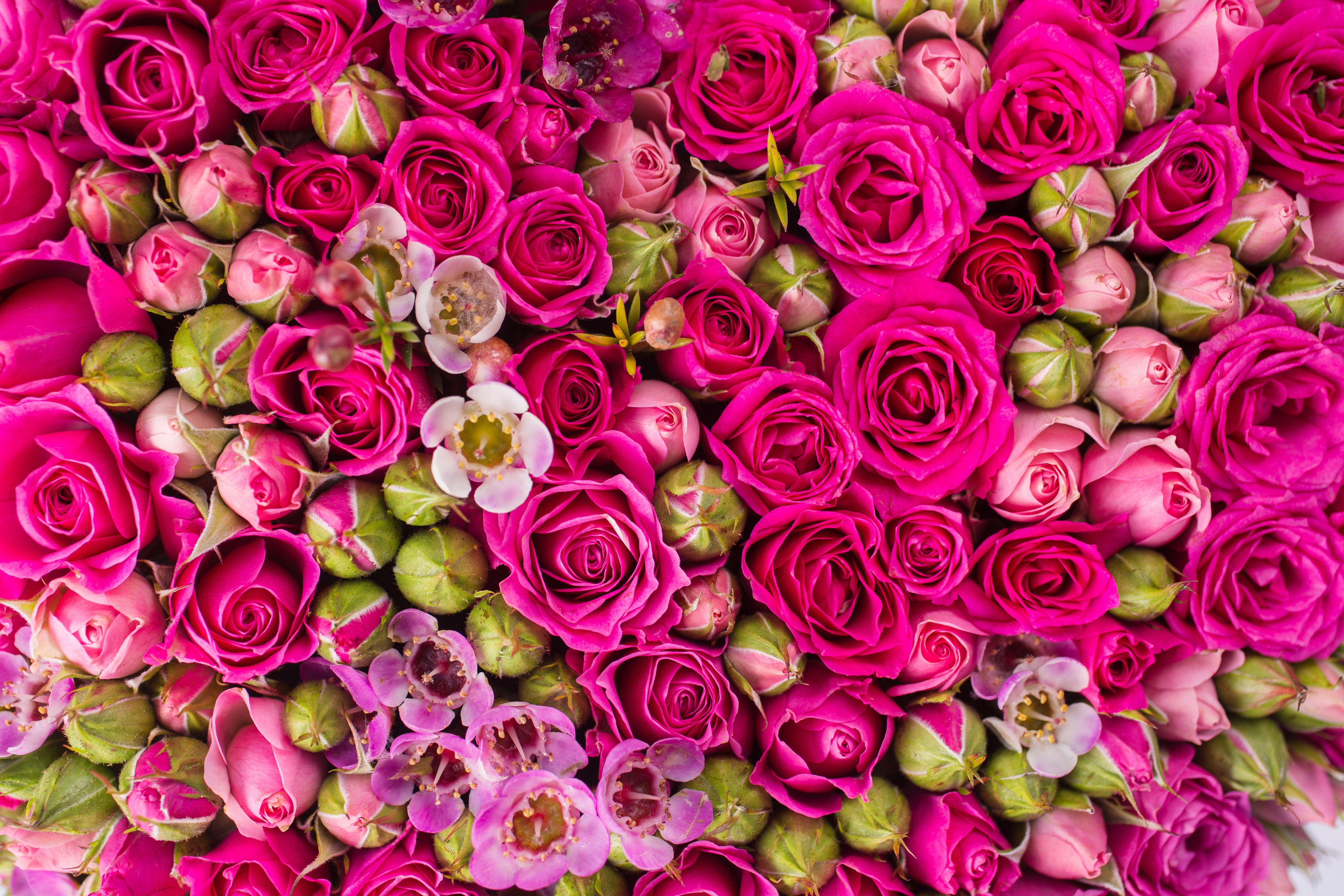 Цветов п е. Розы Пинк Фловерс. Миа Бойко лепесток. Шикарные цветы.