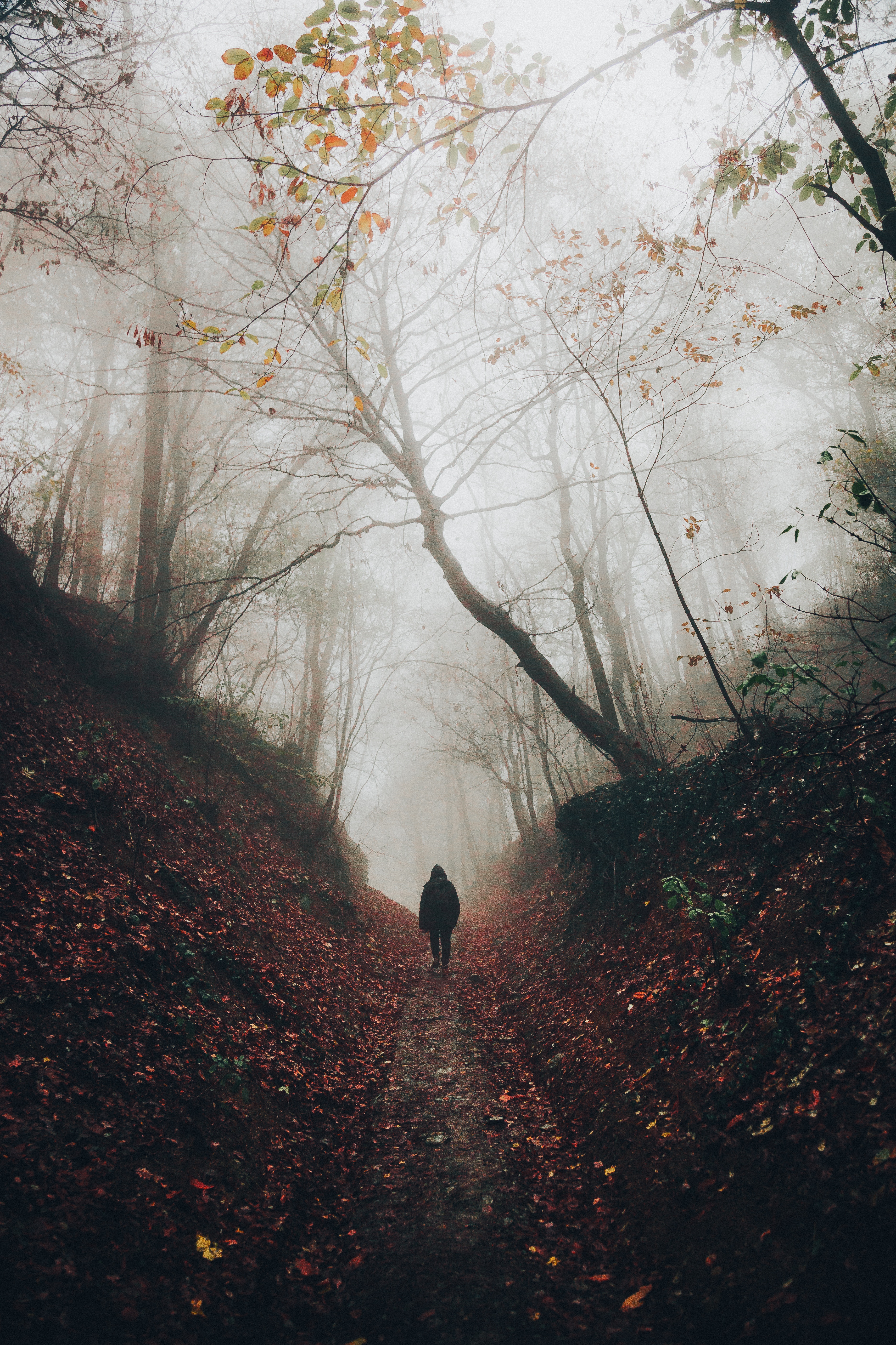 Download mobile wallpaper Seclusion, Fog, Forest, Stroll, Privacy, Nature, Loneliness, Silhouette for free.
