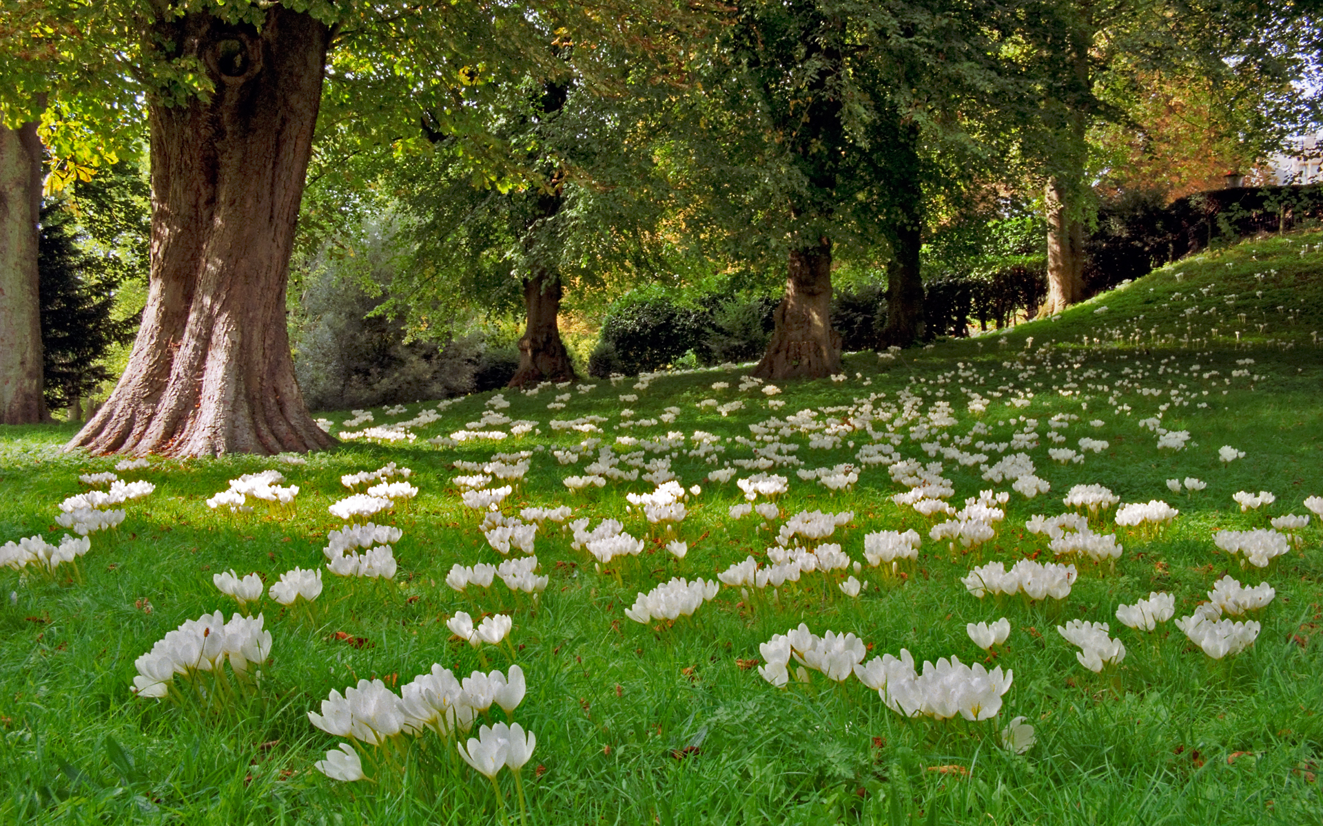 Download mobile wallpaper Crocus, Flowers, Park, Nature, Tree, Flower, Earth for free.