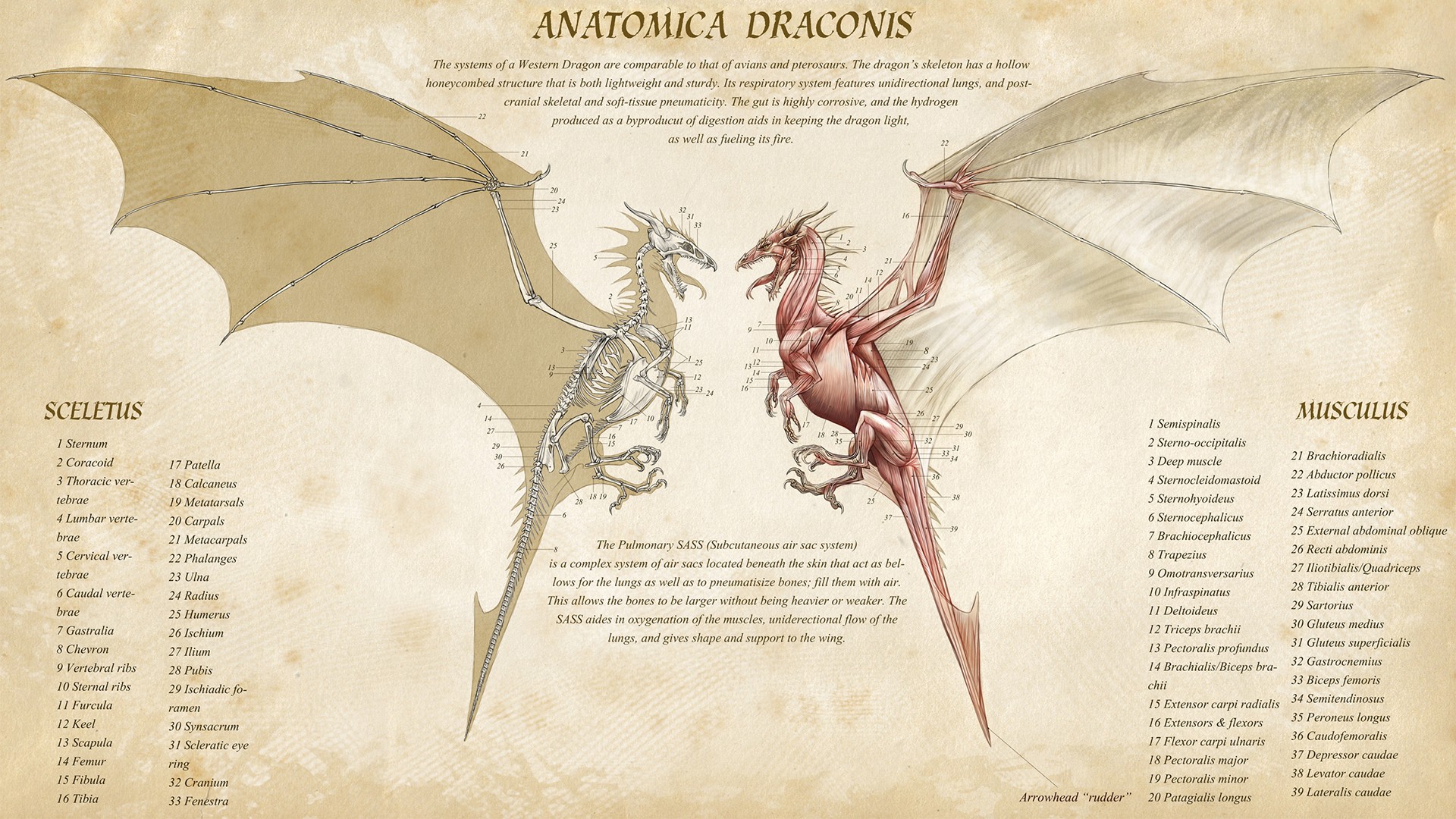 fantasy, dragon, anatomy 32K