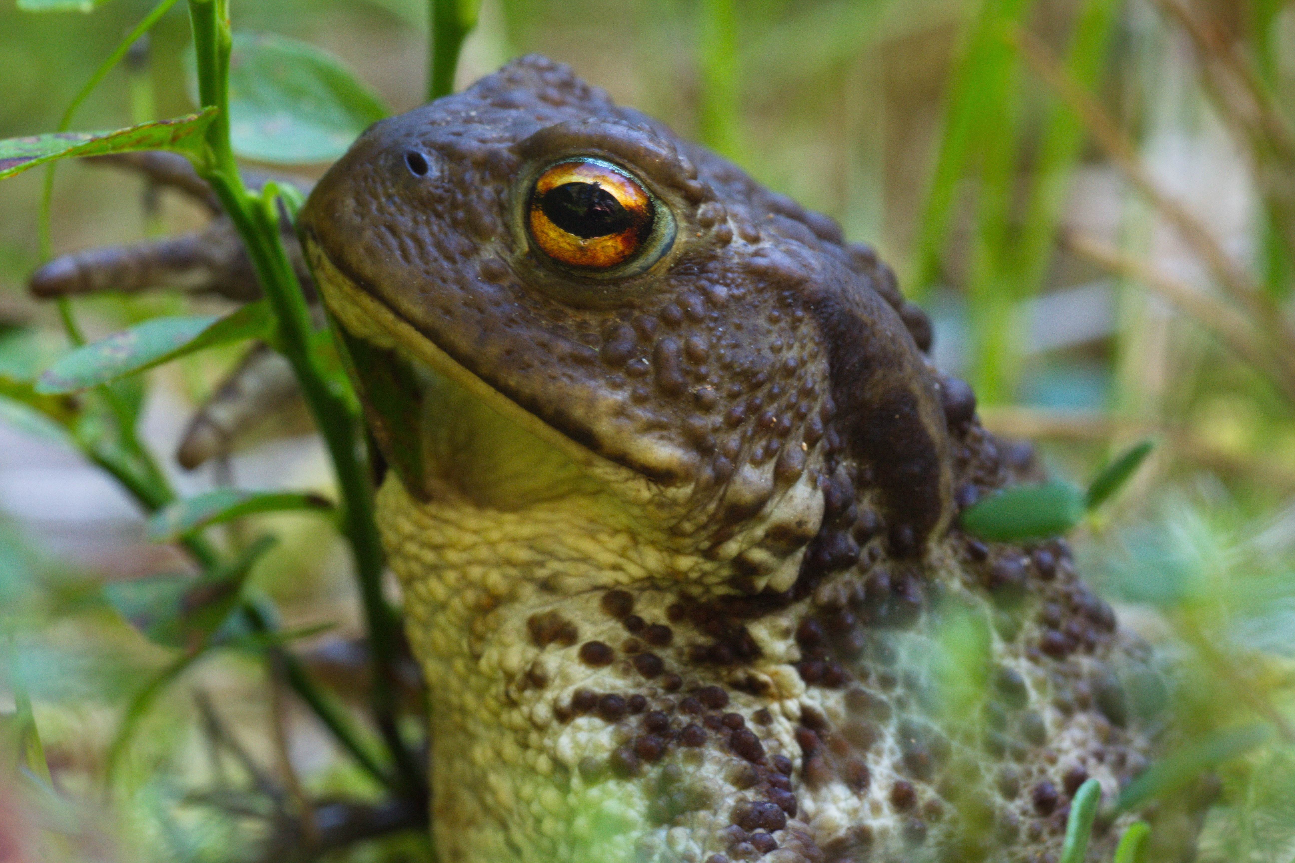 animal, toad HD wallpaper