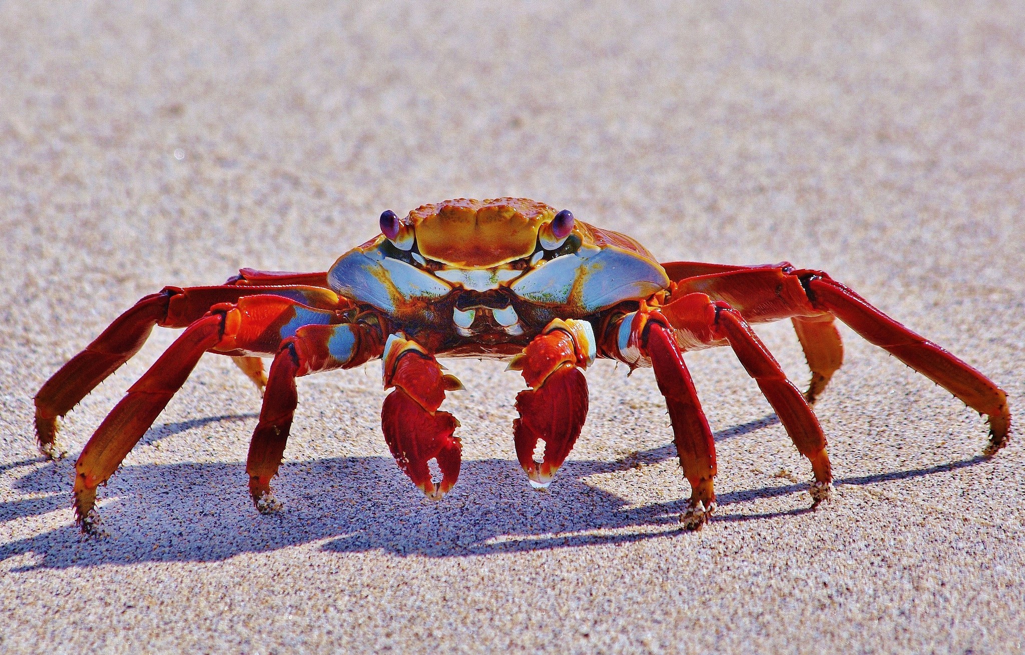 funny, crab, animal, claws