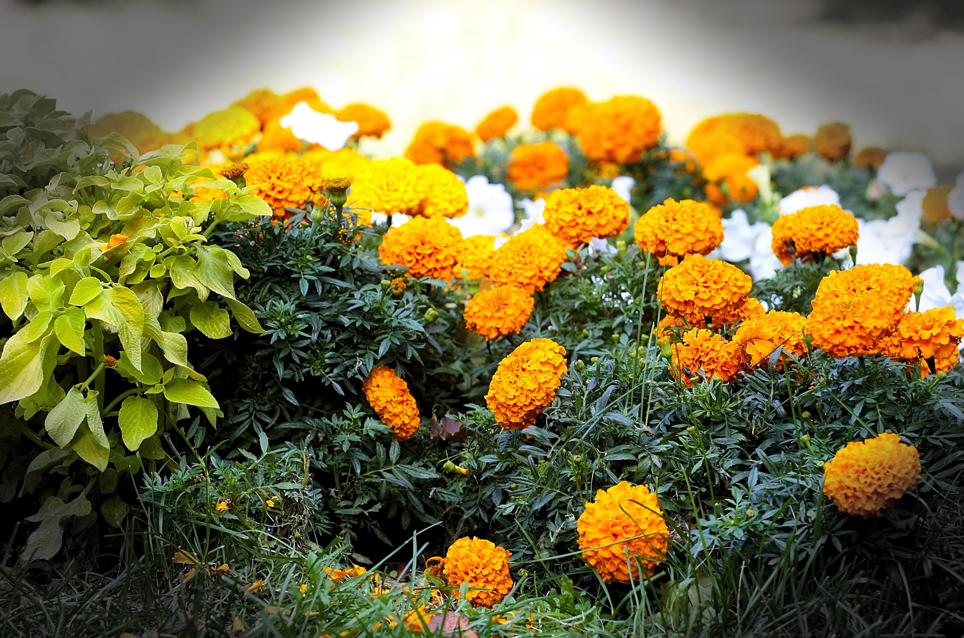 flowers, blur, smooth, flowerbed, flower bed, velvet, barhotki Full HD