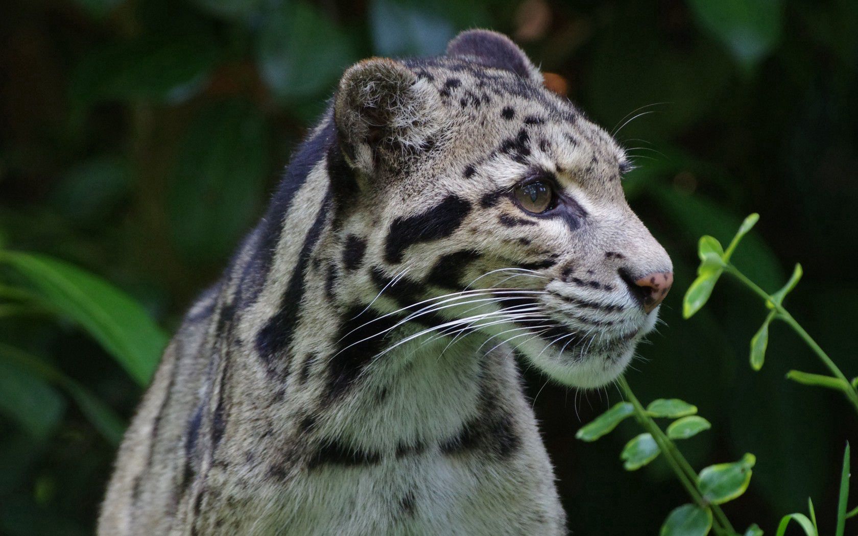 animals, predator, wild cat, wildcat, clouded leopard, smoky leopard UHD