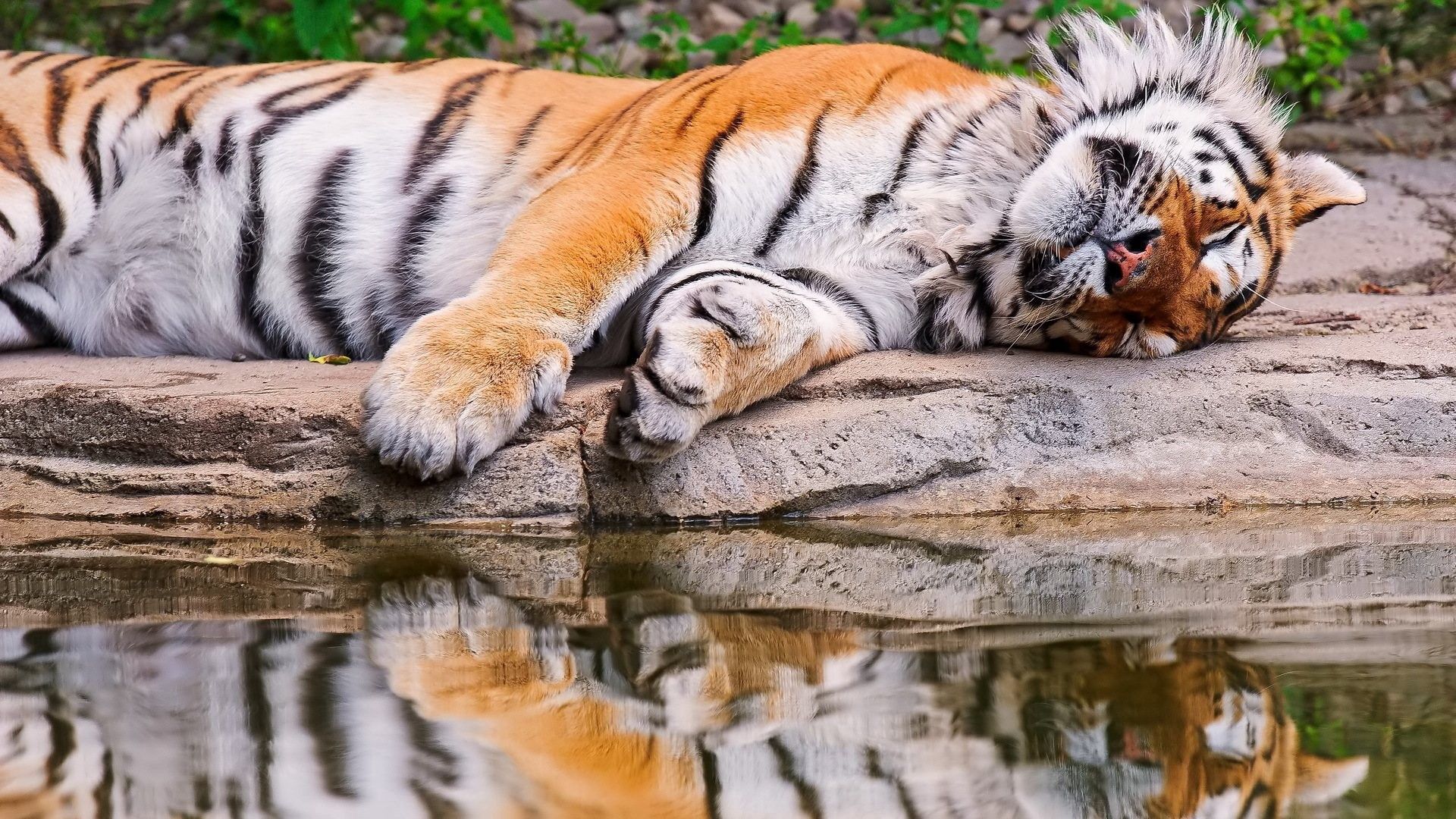 Download mobile wallpaper Reflection, Lie, To Lie Down, Animals, Water, Tiger for free.