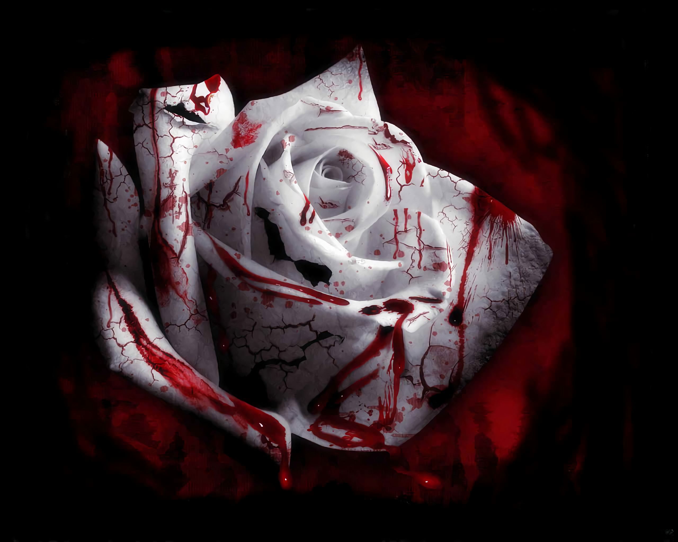 dark, flower, white flower, blood, white rose HD wallpaper