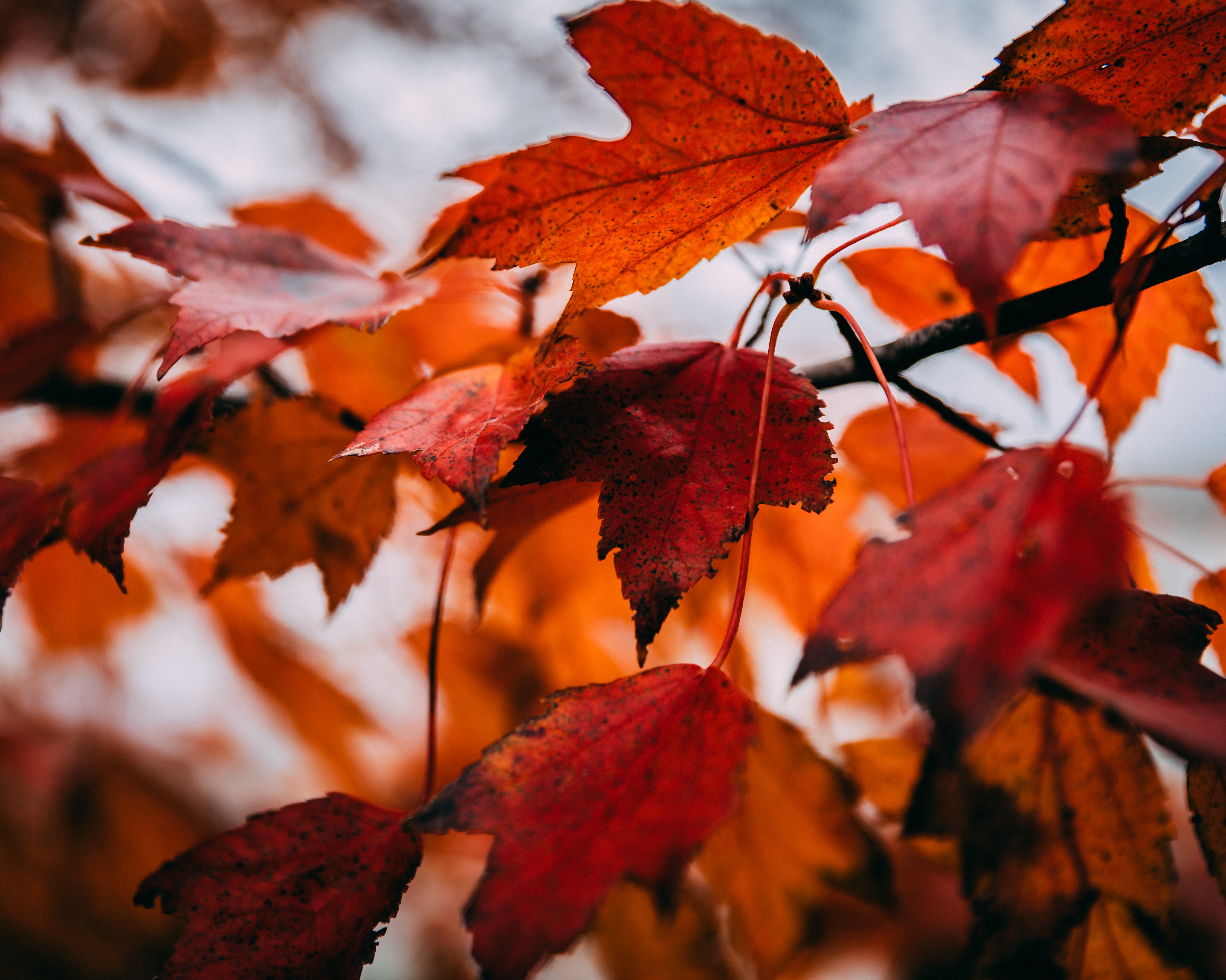 Laden Sie das Blätter, Makro, Zweig, Trocken, Ahorn, Ast, Herbst-Bild kostenlos auf Ihren PC-Desktop herunter