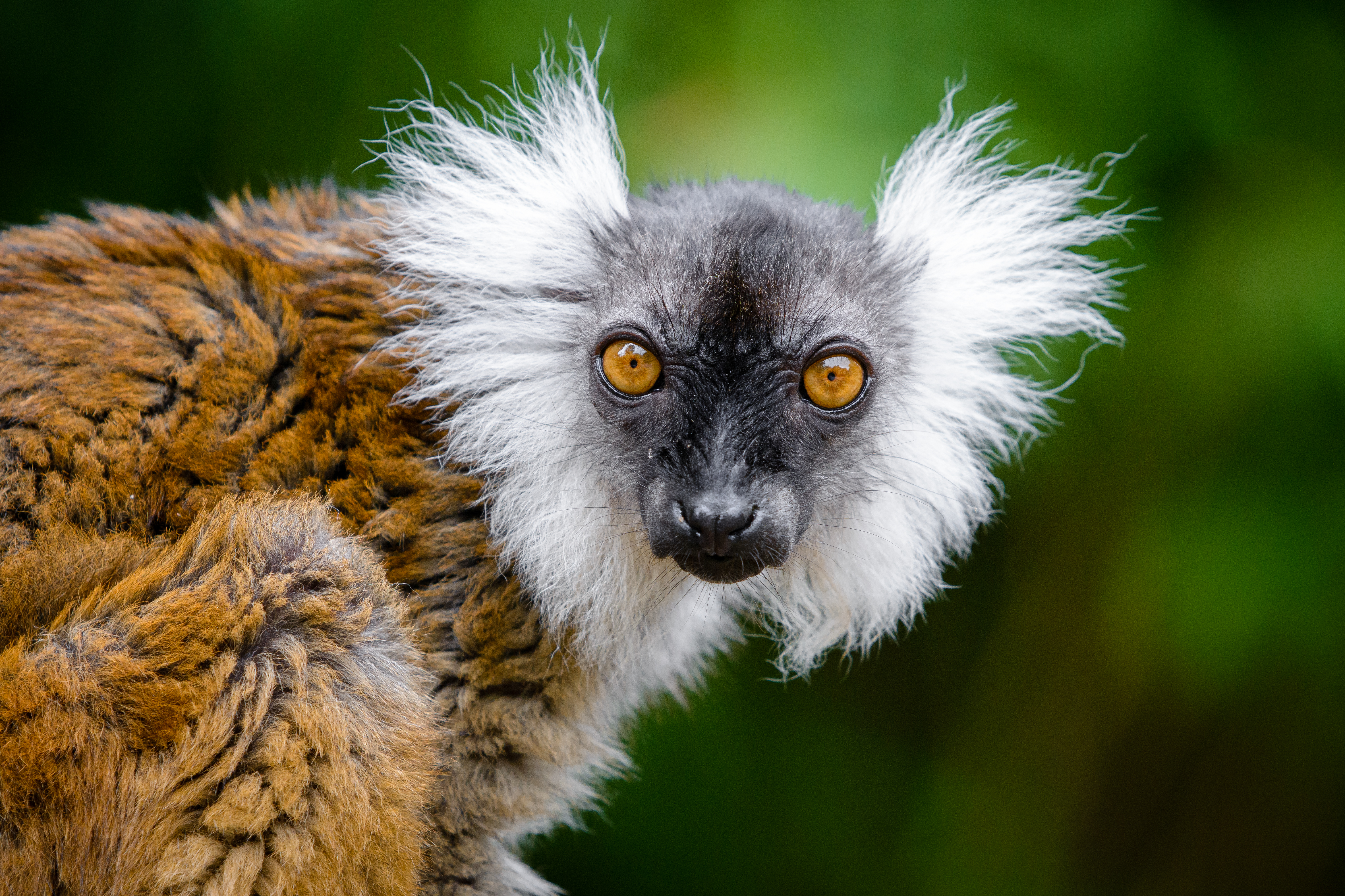 Download mobile wallpaper Lemur, Sight, Opinion, Animal, Animals, Wildlife, Funny for free.