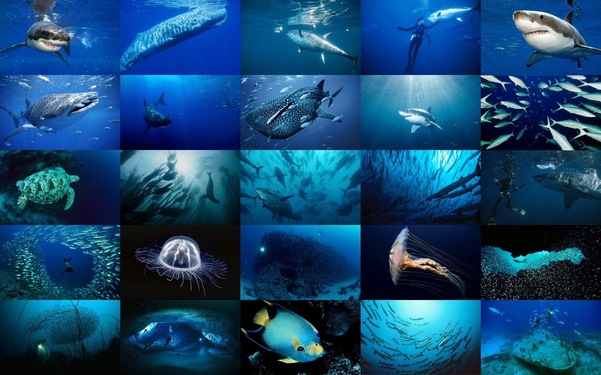 животные морей и океанов их