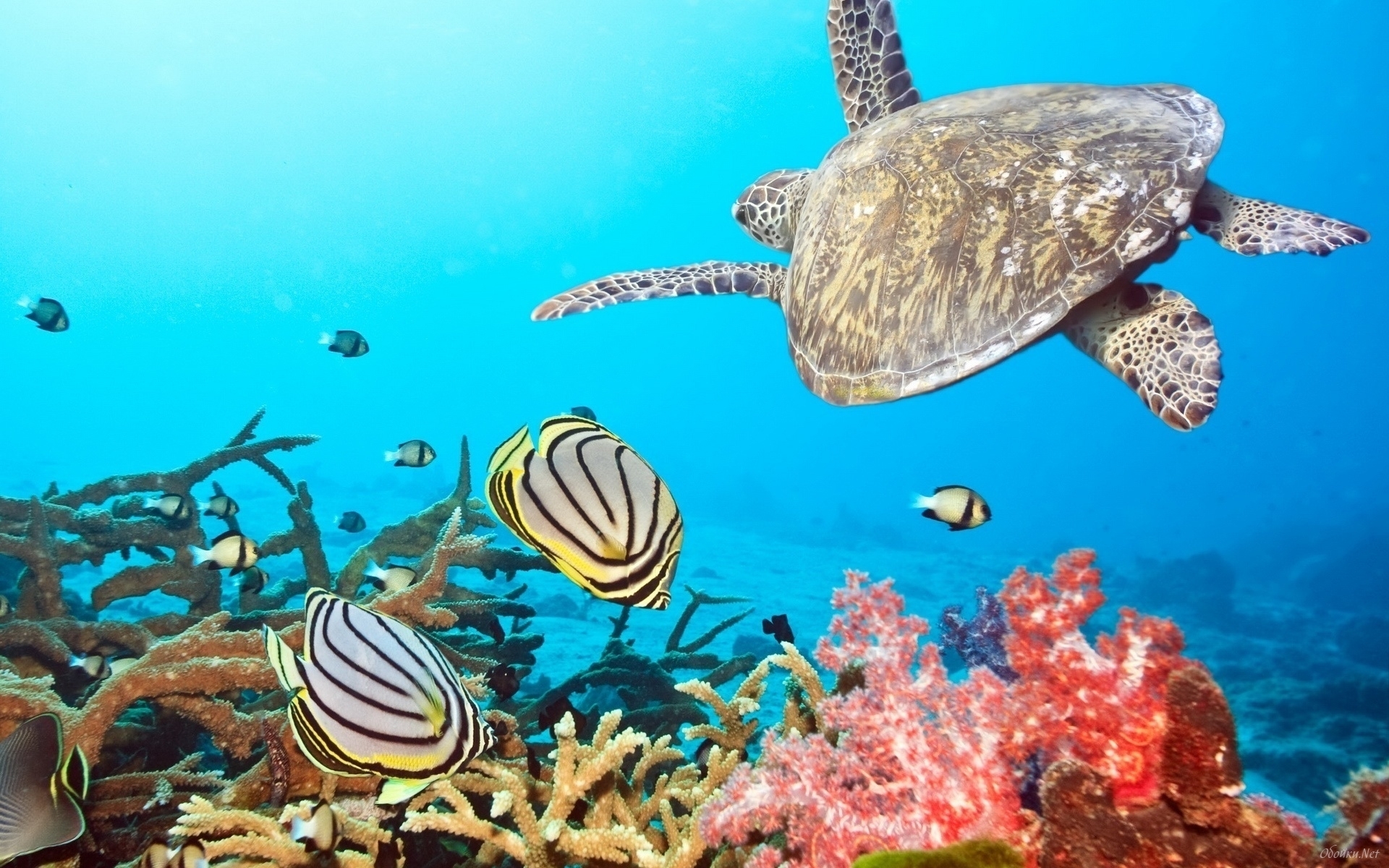 Handy-Wallpaper Tiere, Sea, Turtles, Fische kostenlos herunterladen.