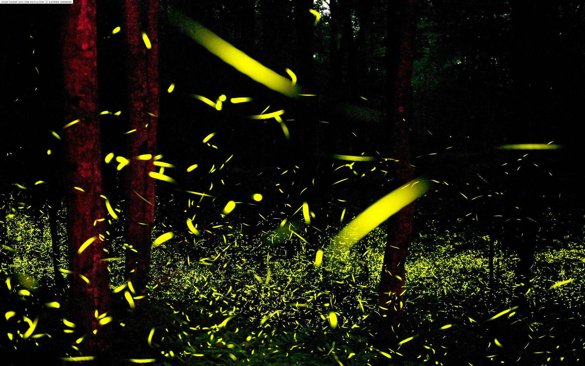 Fireflies lockscreen Download