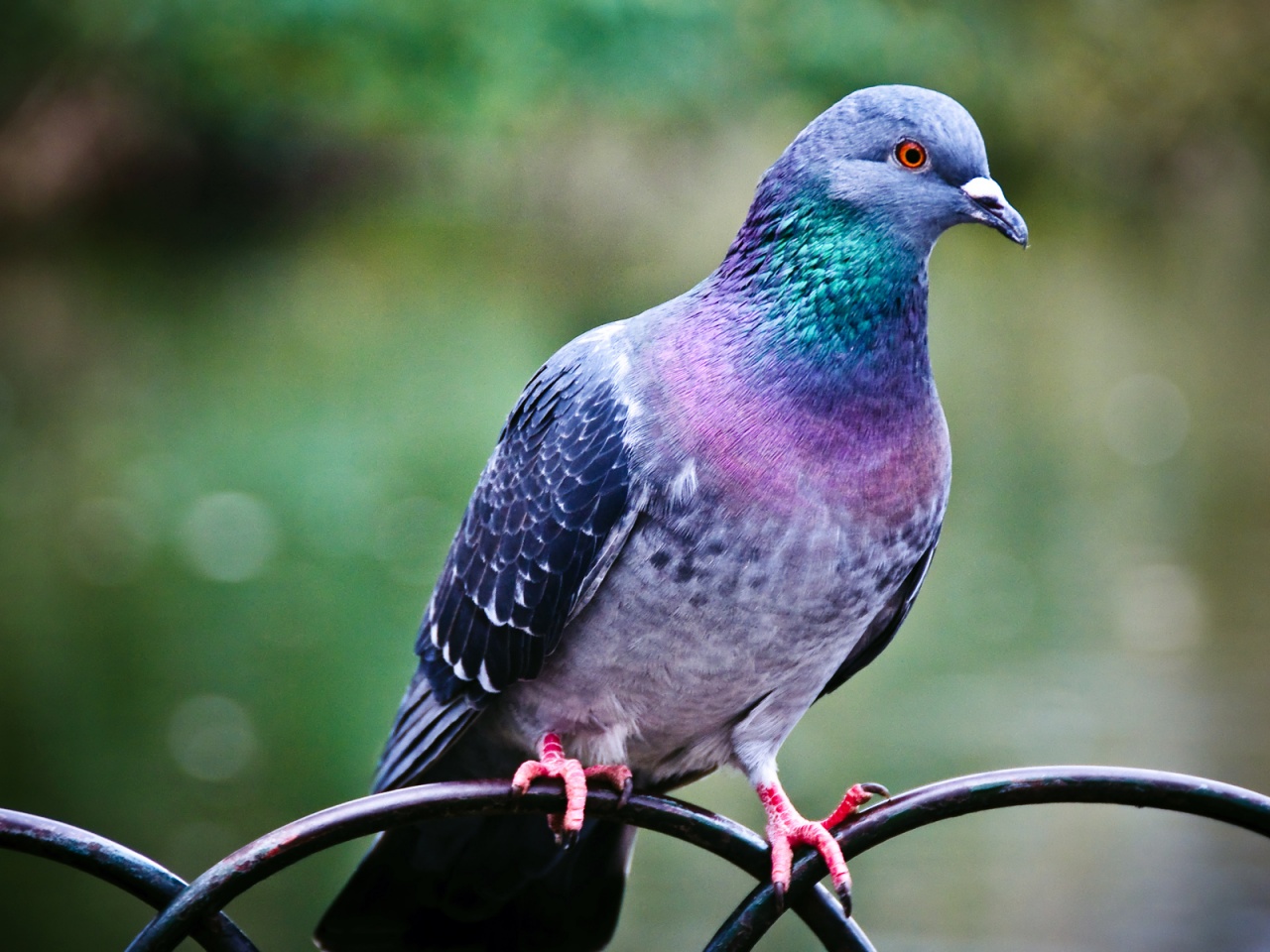 PC Wallpapers  Pigeon