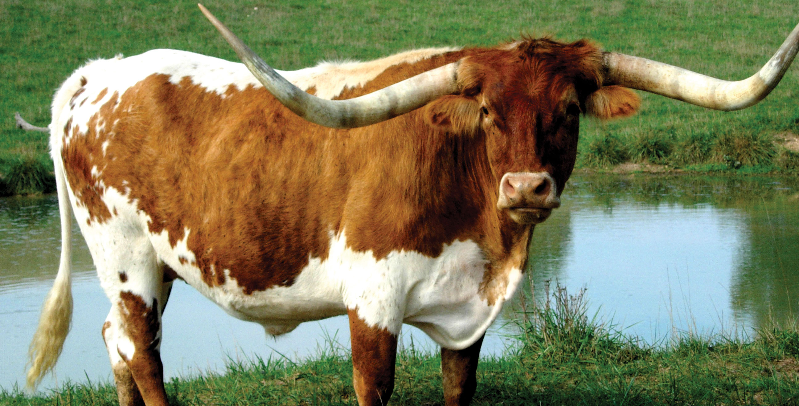 longhorn cattle, animal, cattle