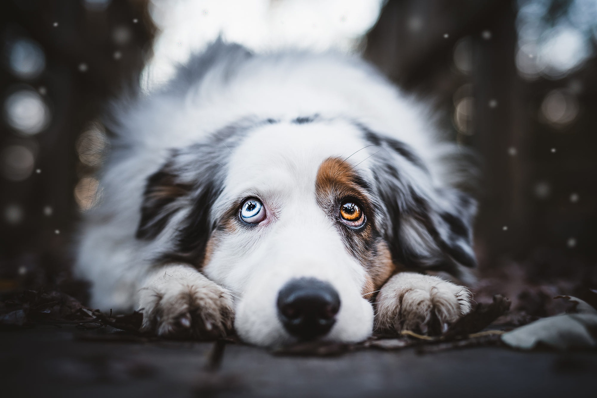 Собака с грустными глазами