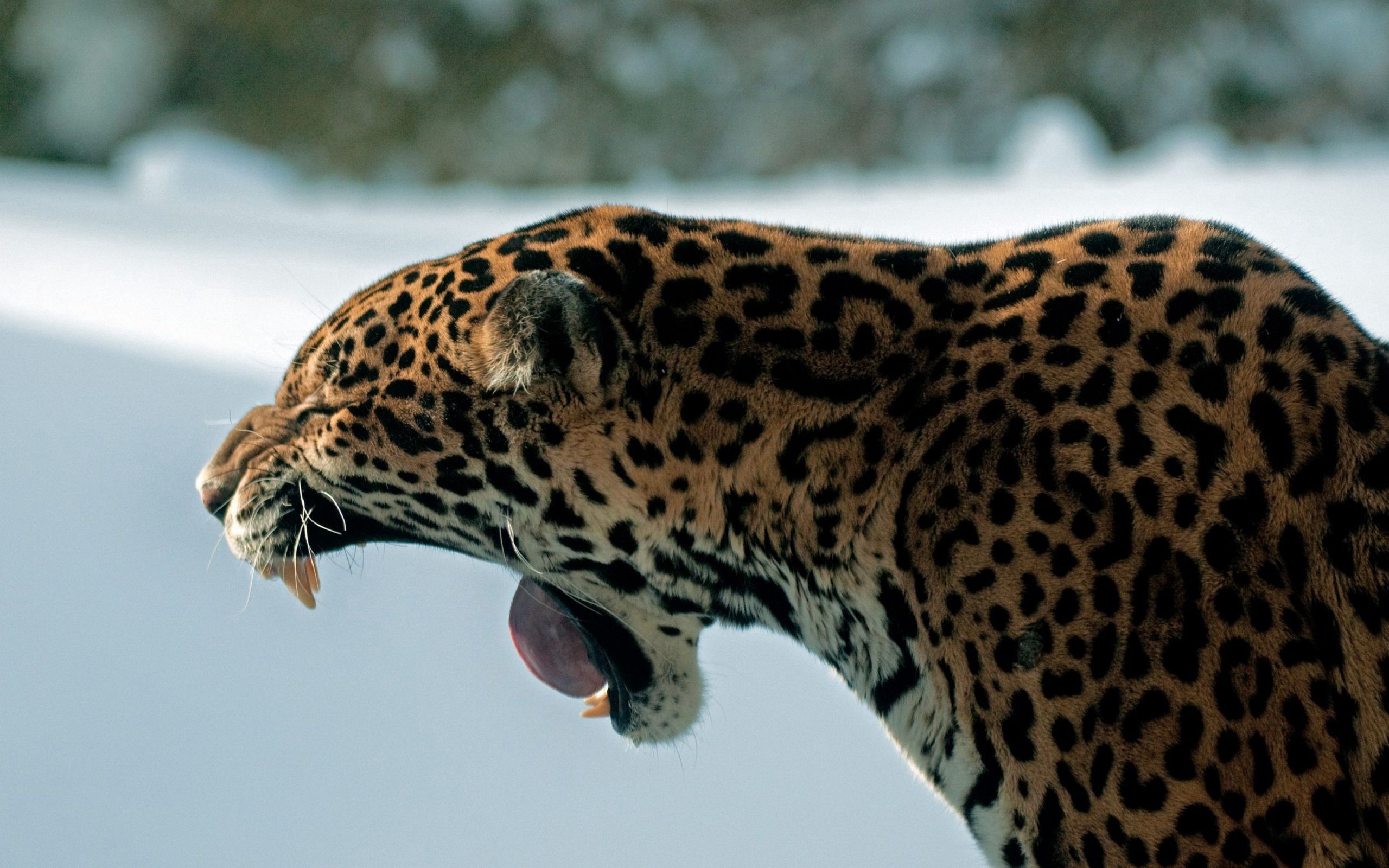 Baixar papel de parede para celular de Jaguar, Animais, Predador, Gato, Predator, Sorriso gratuito.