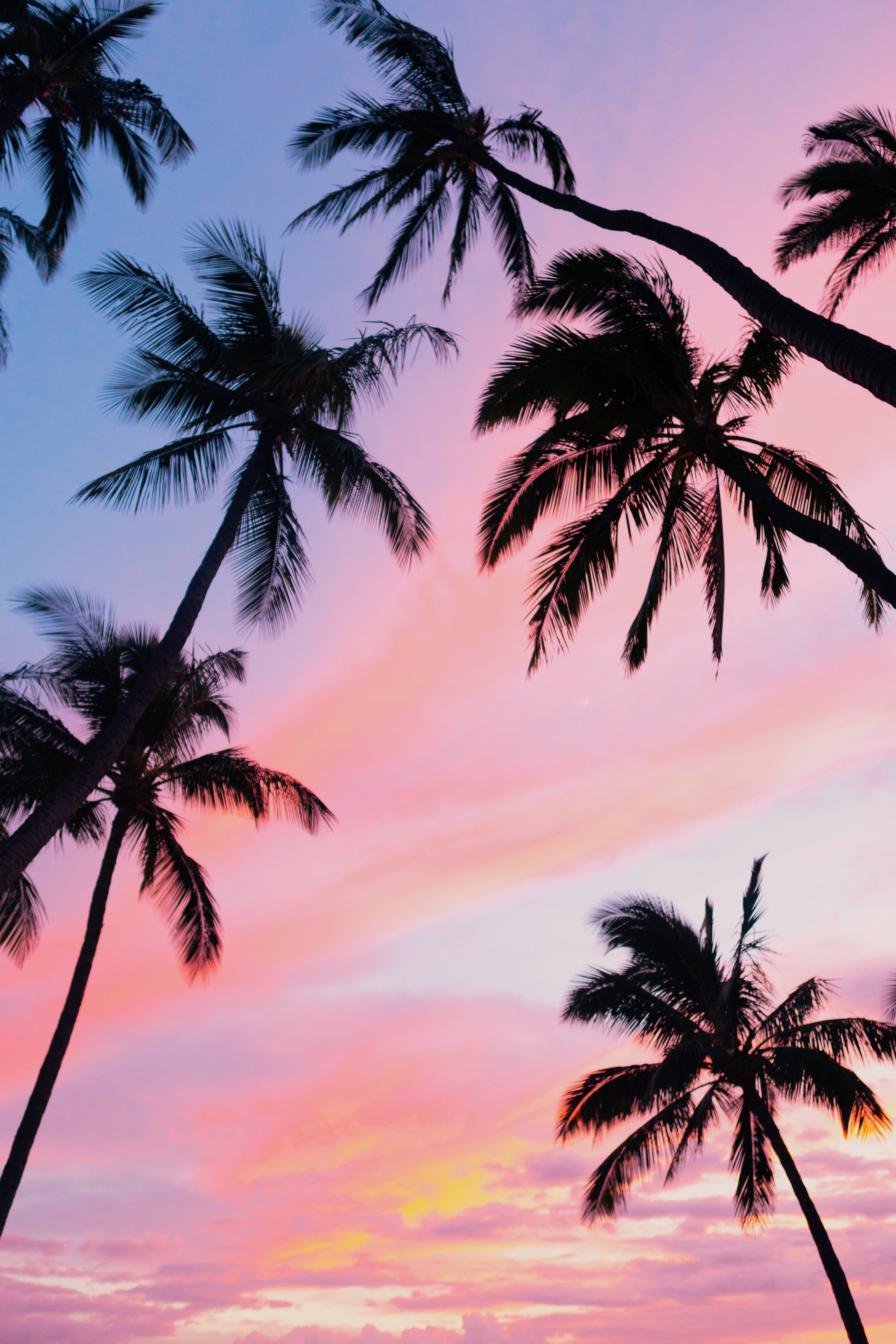 vertical wallpaper tropics, nature, sky, clouds, palms, bottom view