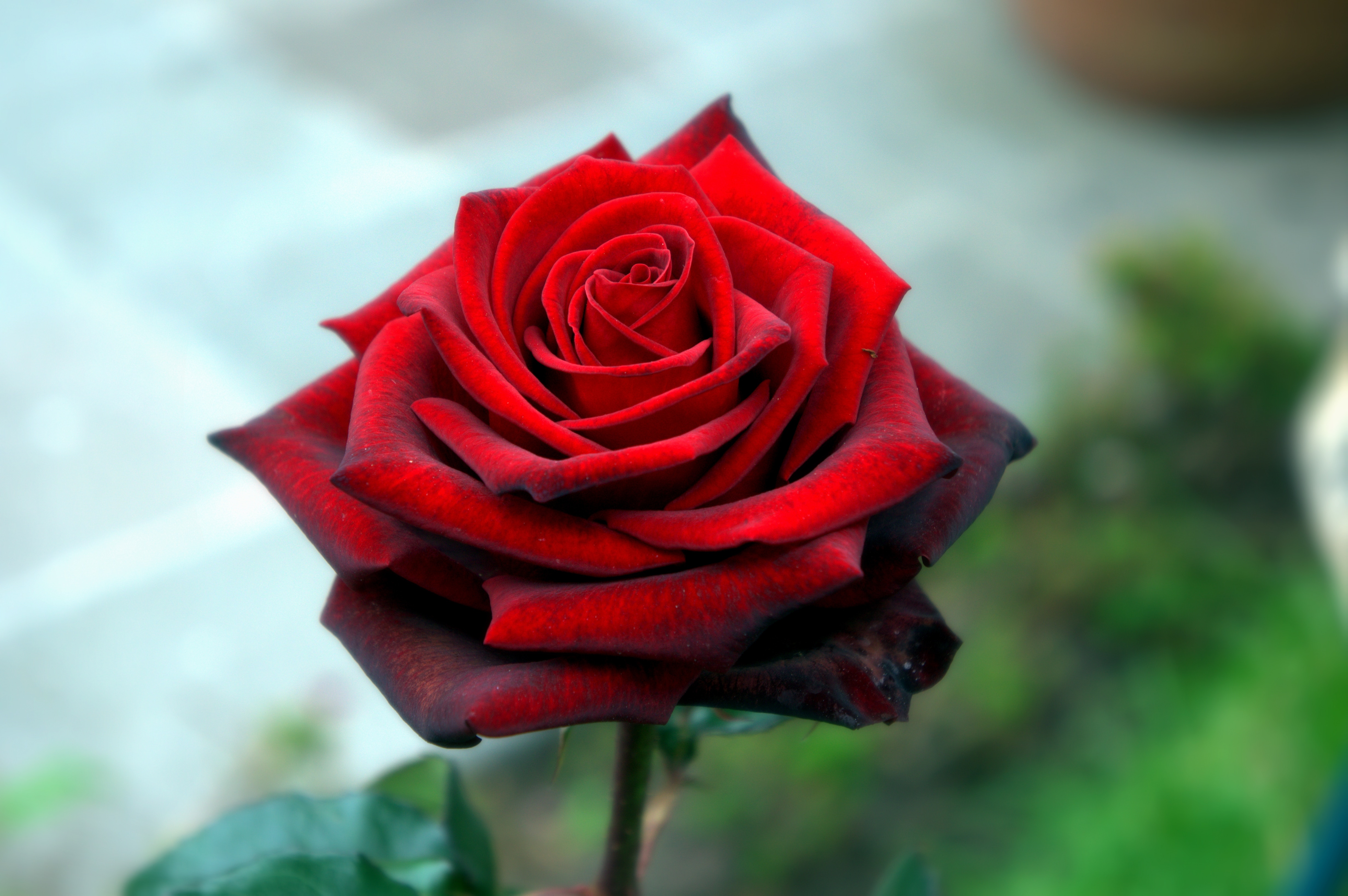 155314 завантажити шпалери троянда, квіти, червоний, роза, пелюстки - заставки і картинки безкоштовно