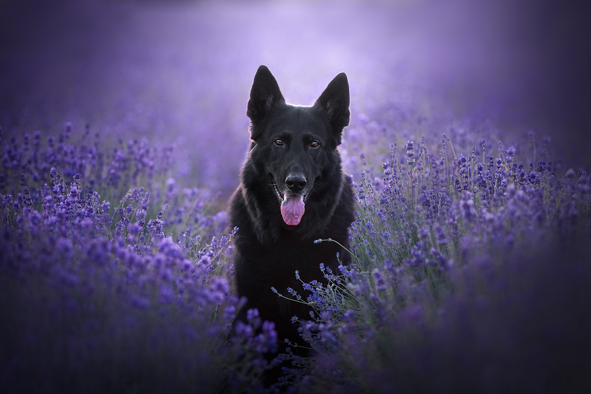 Немецкая овчарка на фиолетовом фоне