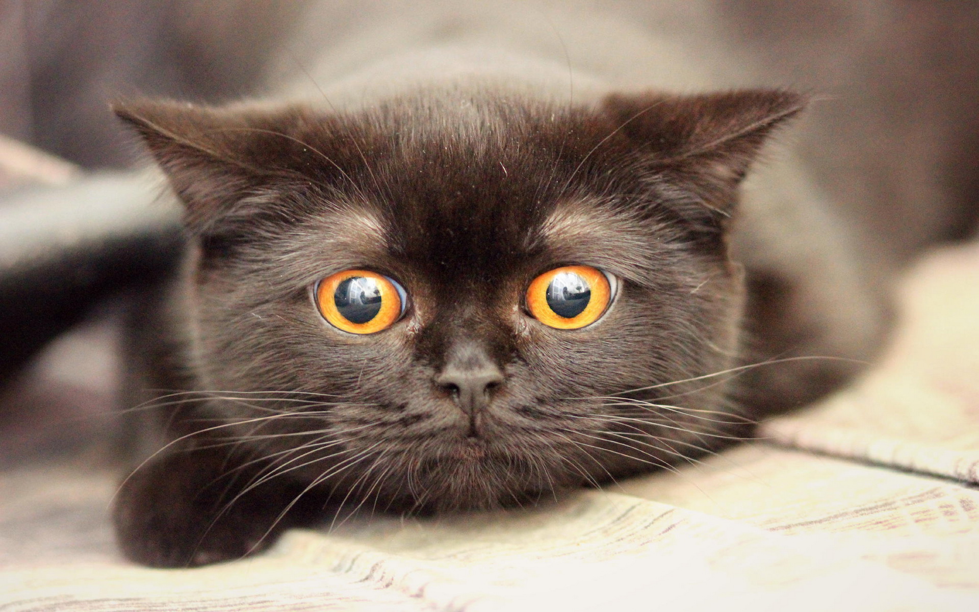 Кот с коричневыми глазами
