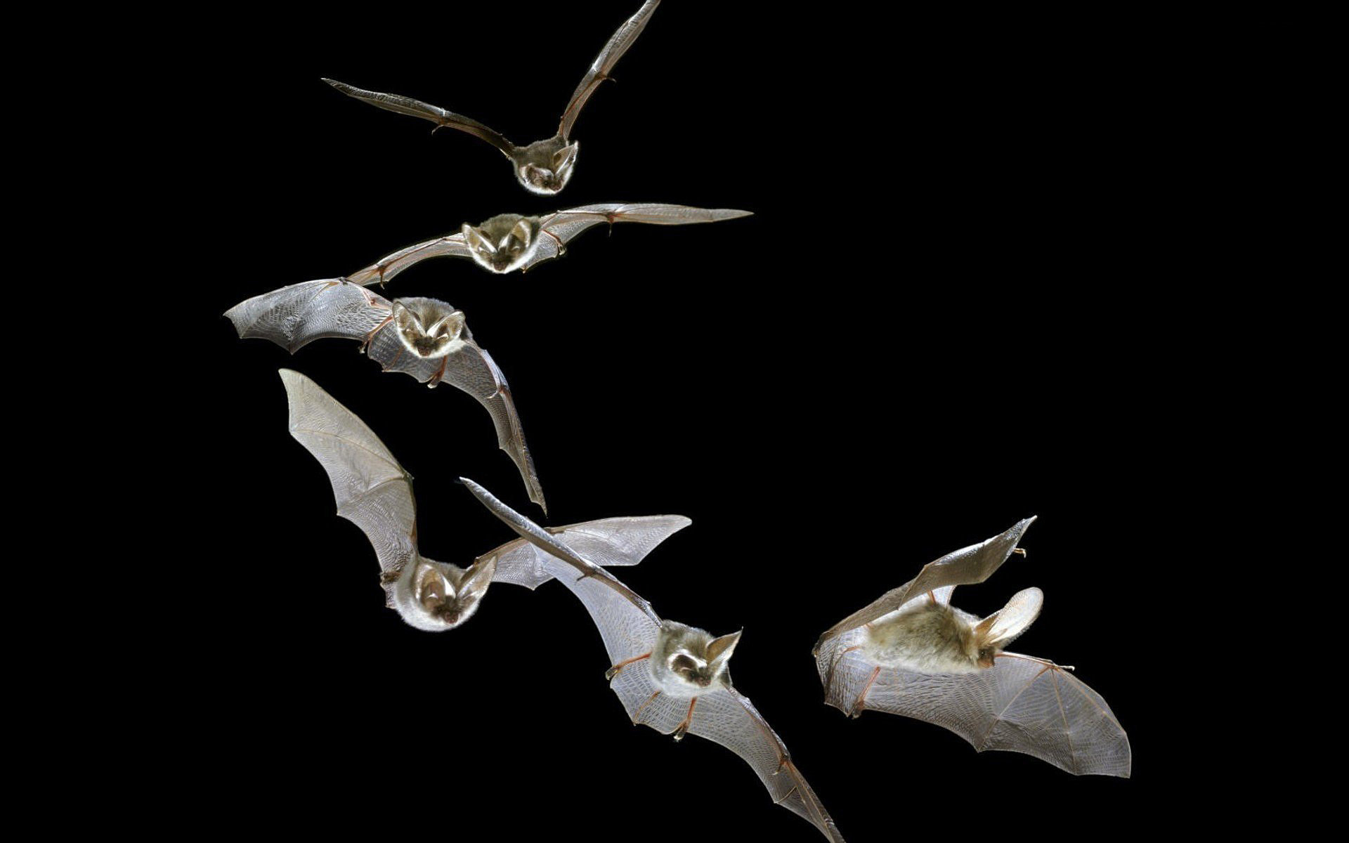 Download mobile wallpaper Bat, Birds, Animal for free.