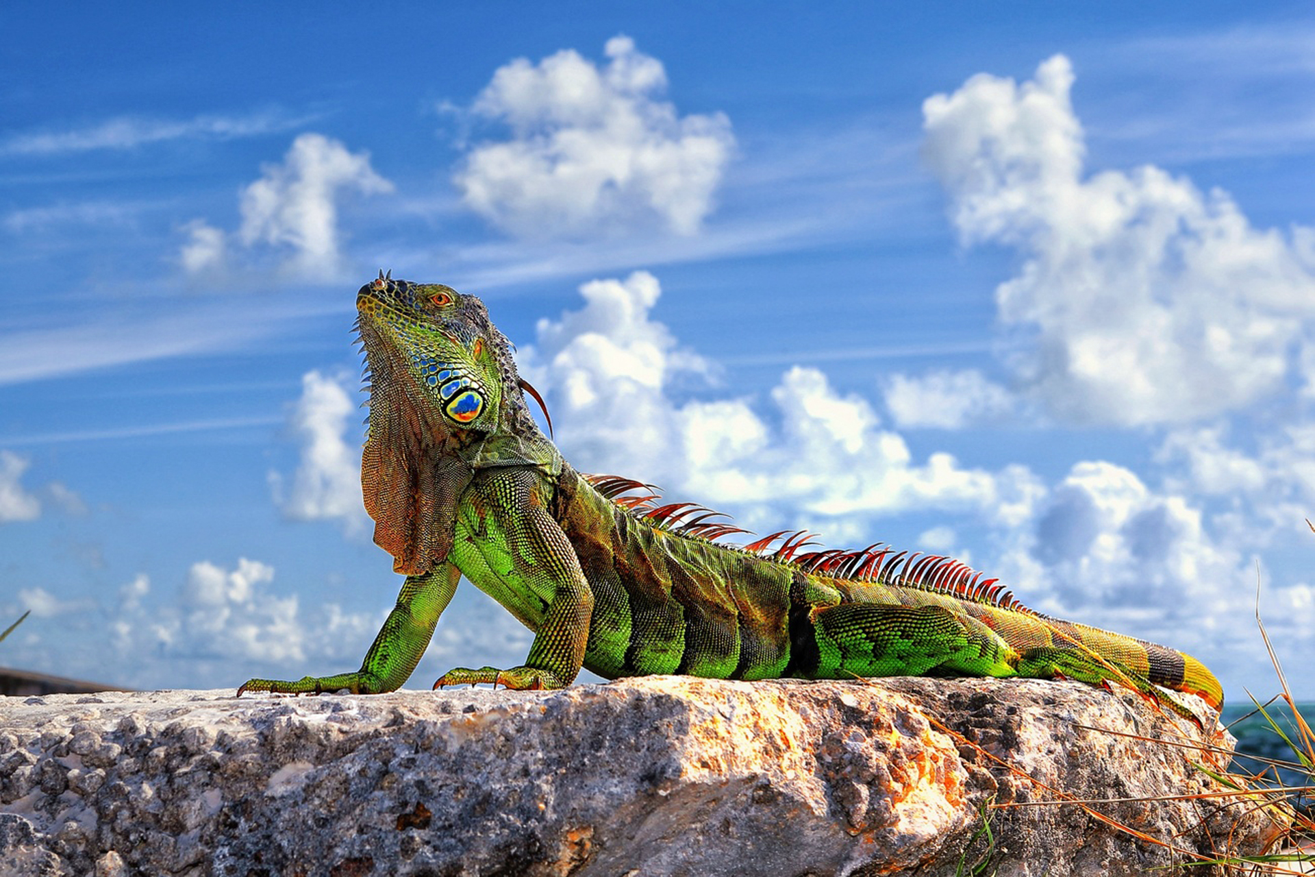 1920x1080 Background animal, iguana, reptiles