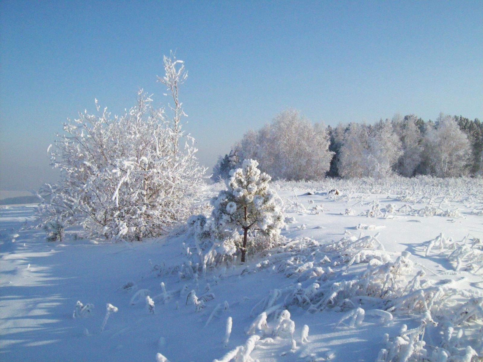 Скачать картинку Холод, Деревья, Снег, Природа, Иней в телефон бесплатно.