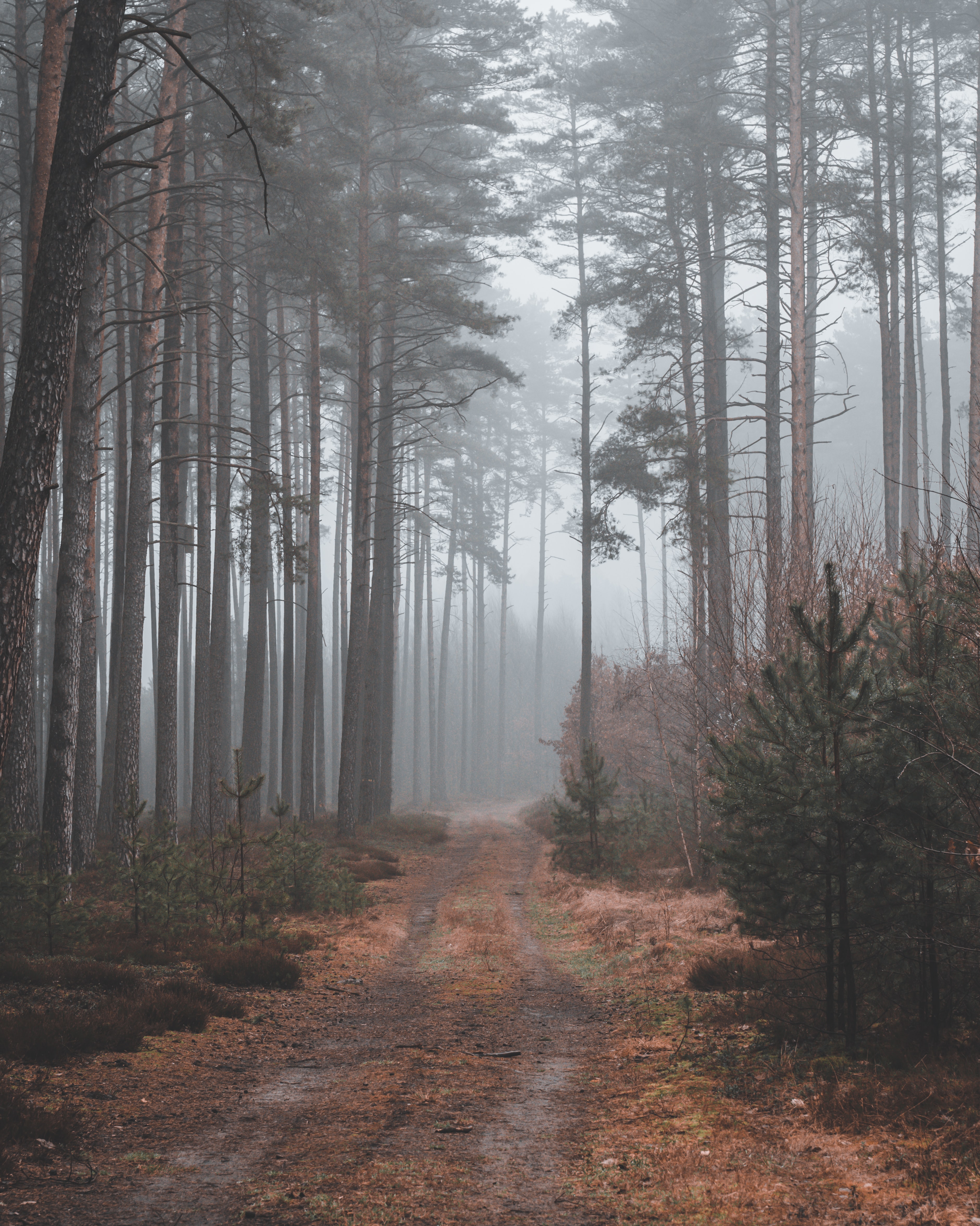 gloomy, nature, forest, path, gloomily phone background