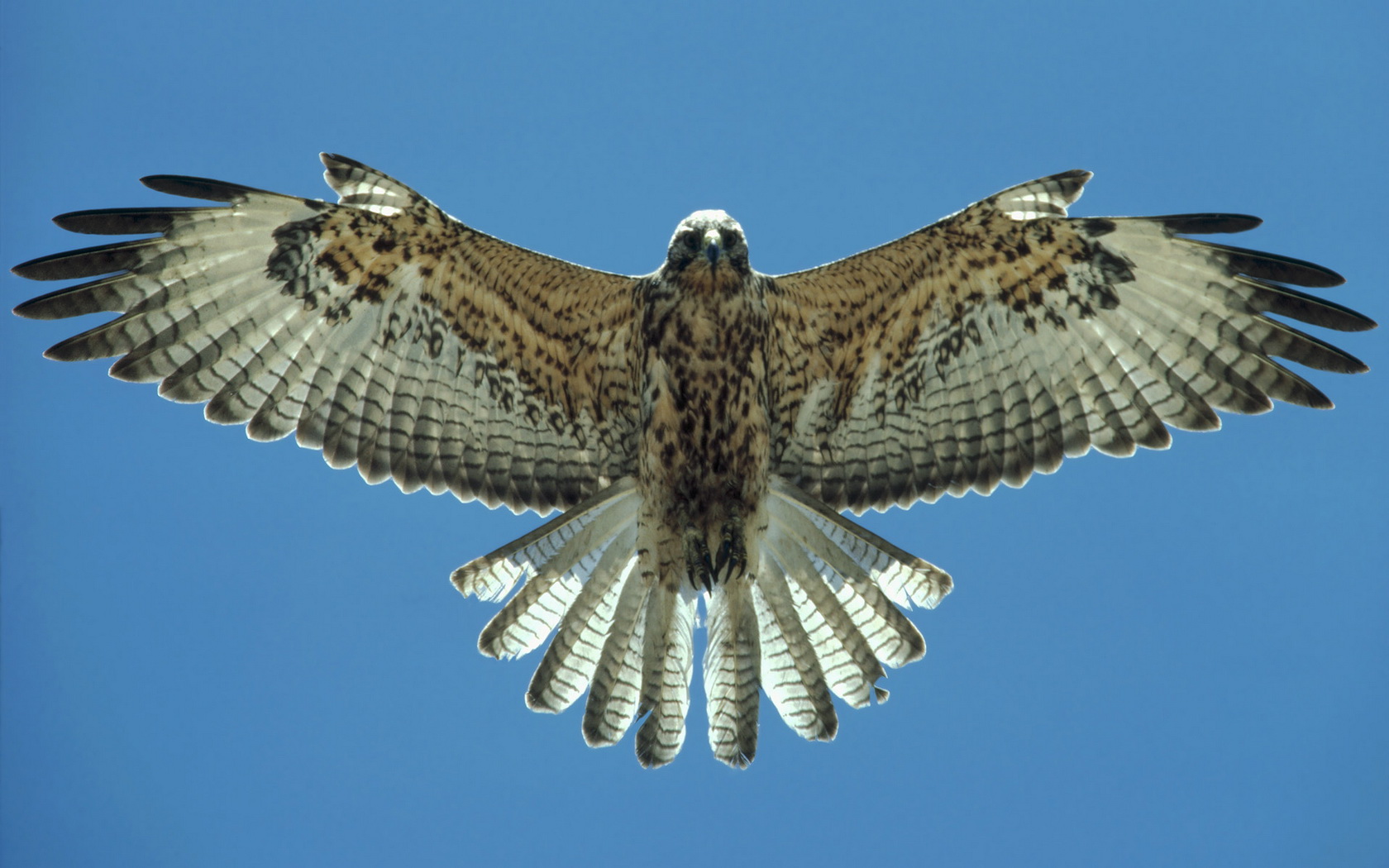 falcon, animal, birds
