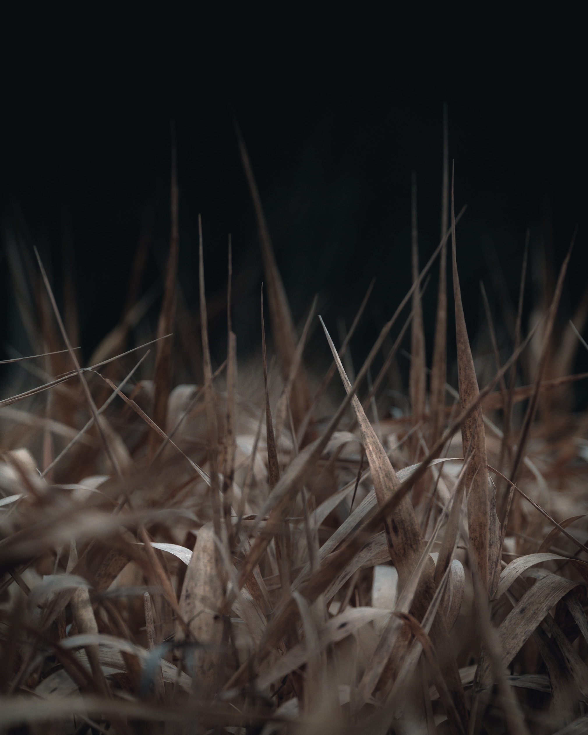 Download mobile wallpaper Dry, Grass, Macro, Brown for free.