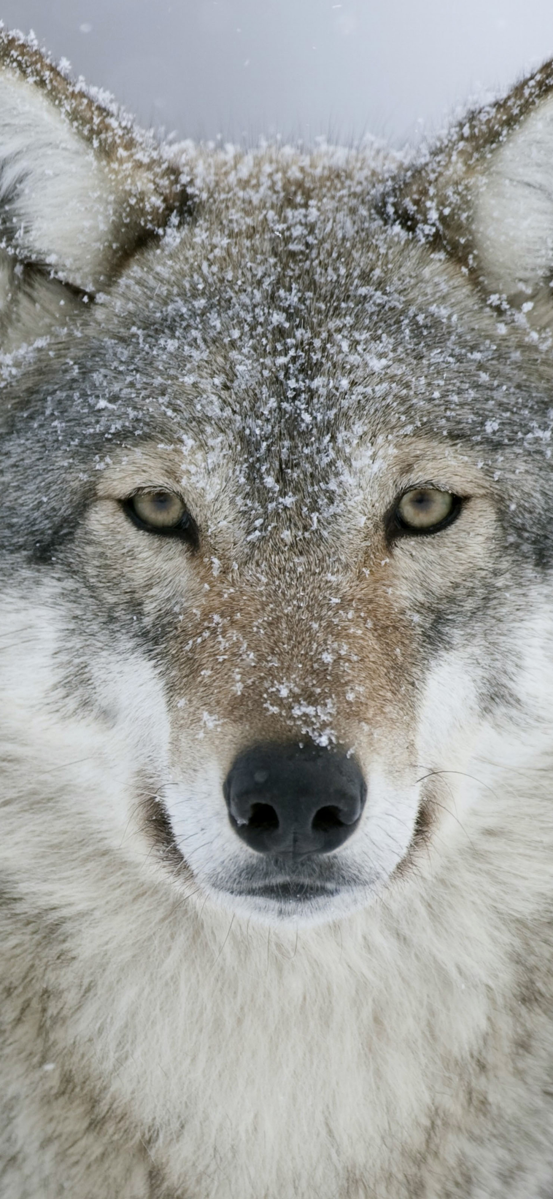 1160076 baixar papel de parede lobo cinza, lobos, animais, neve, lobo - protetores de tela e imagens gratuitamente