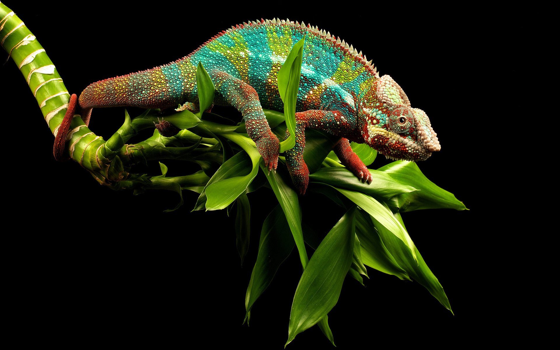 reptile, reptiles, animal, chameleon, close up, green, lizard, plant