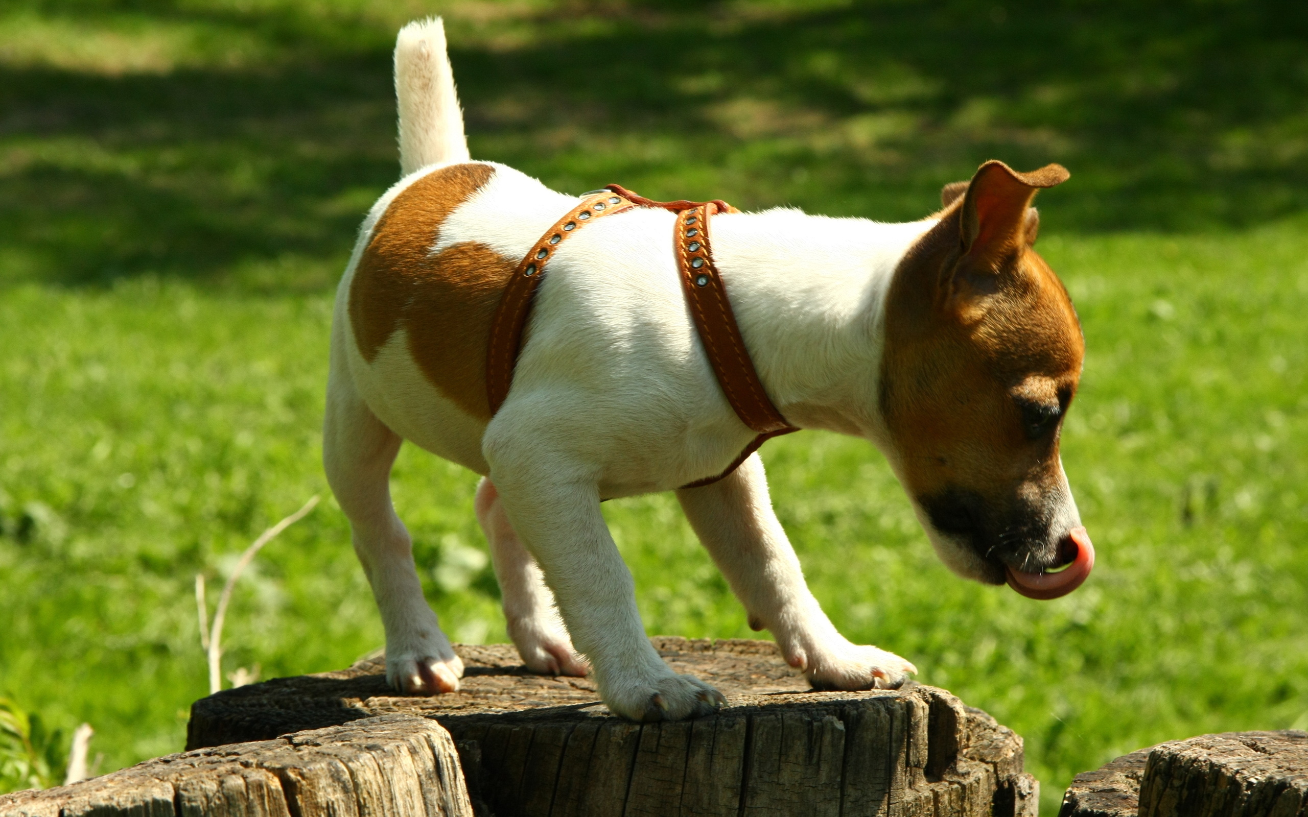 animal, jack russell terrier, dogs