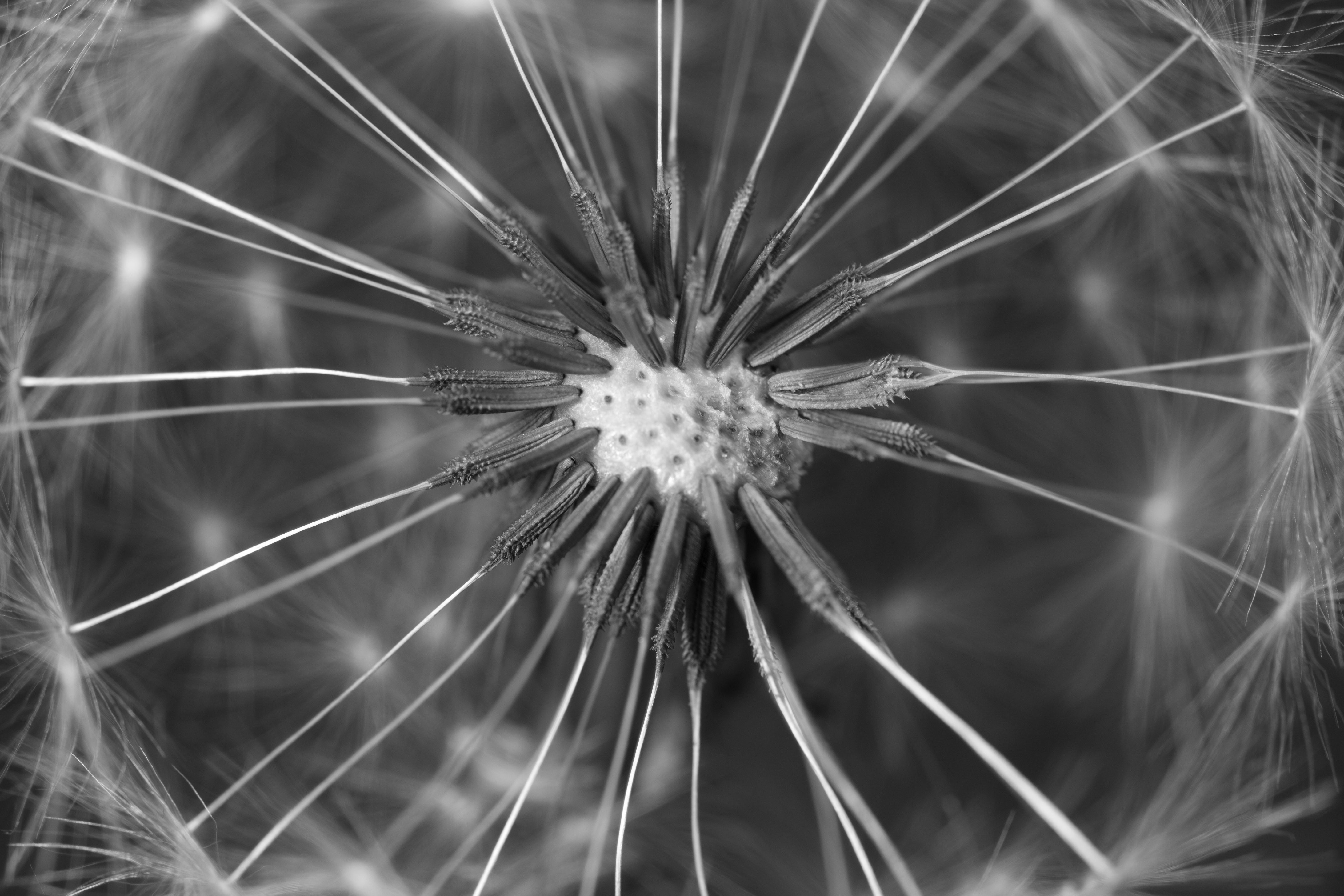 macro, close up, dandelion, fluff, fuzz High Definition image