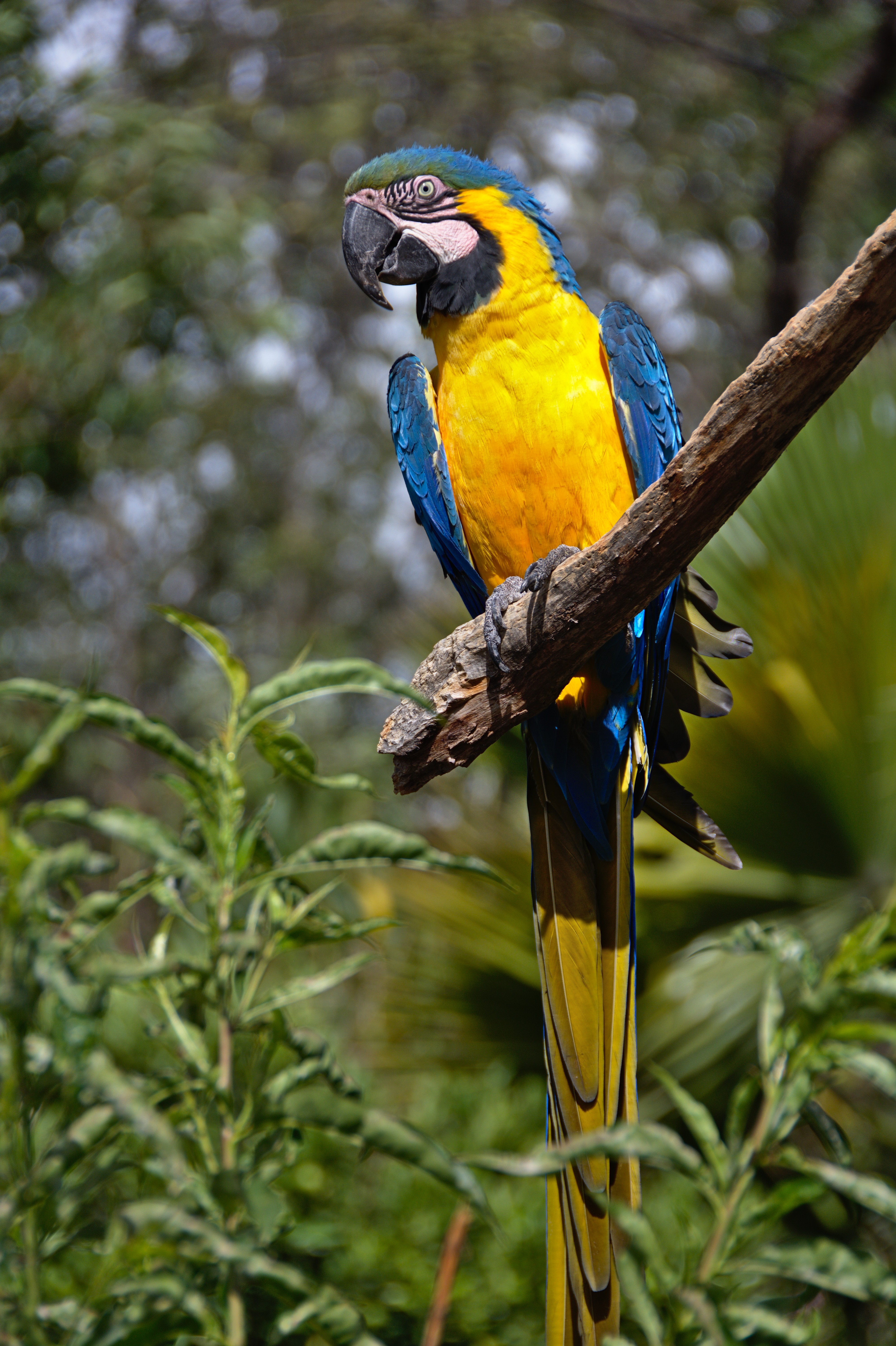 parrots, bright, macaw, animals, bird, tail