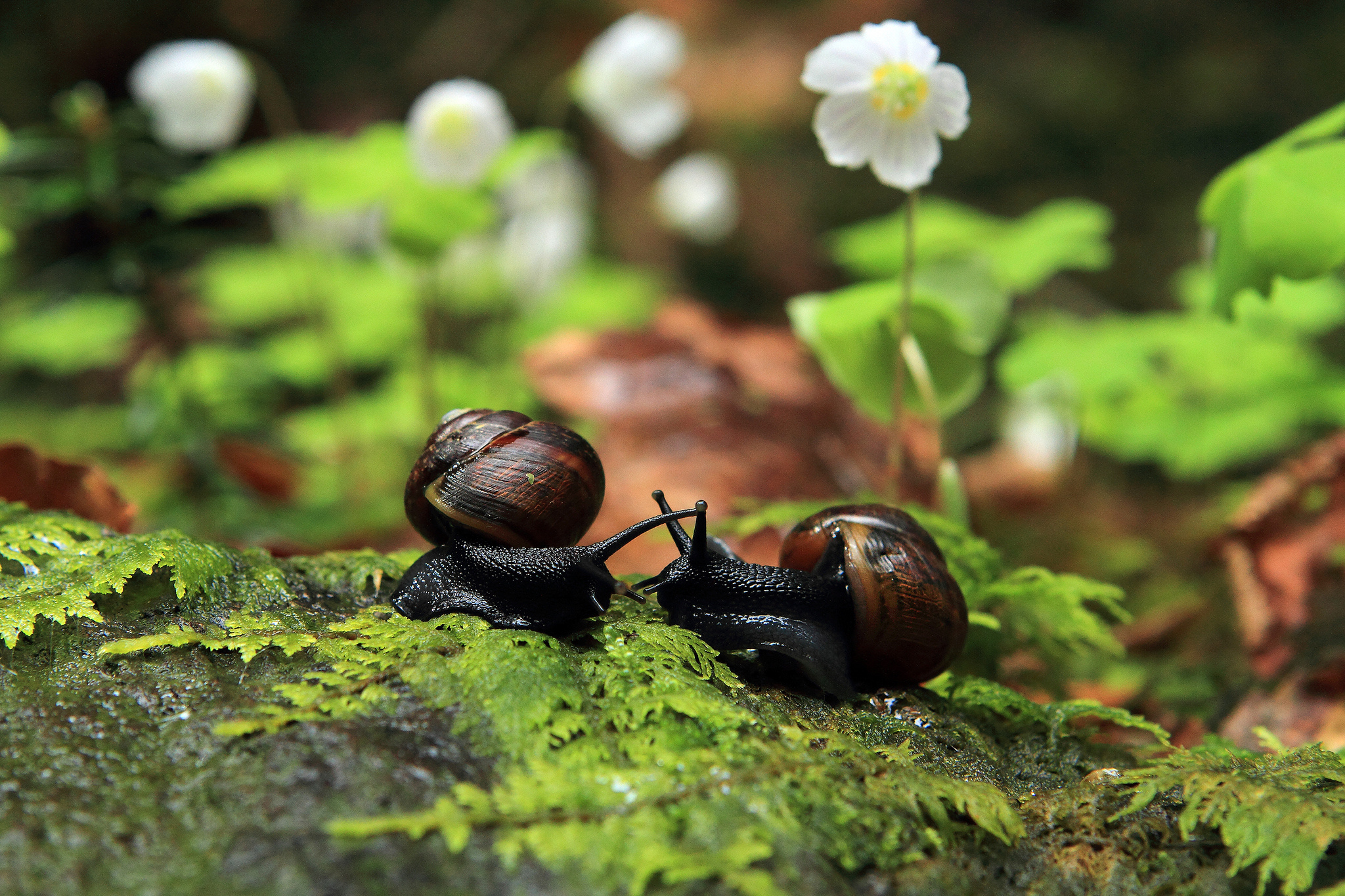 animal, snail wallpapers for tablet